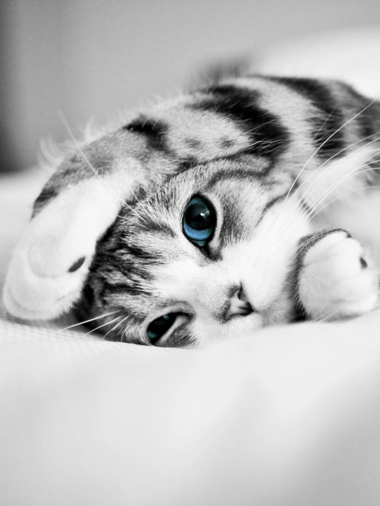 Download mobile wallpaper Cats, Cat, Kitten, Animal, Cute, Blue Eyes for free.