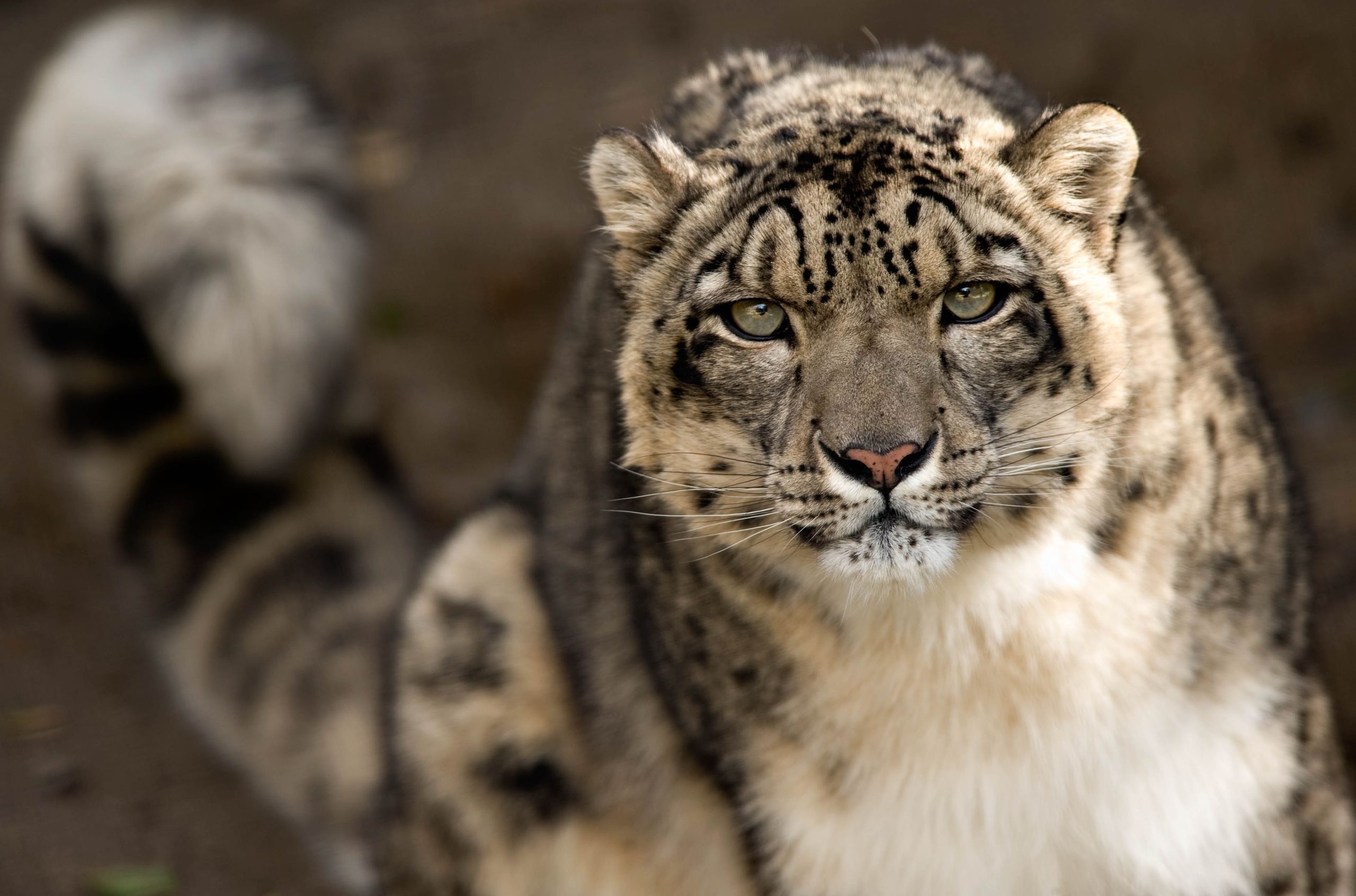 Download mobile wallpaper Sight, Opinion, Predator, Big Cat, Animals, Snow Leopard for free.