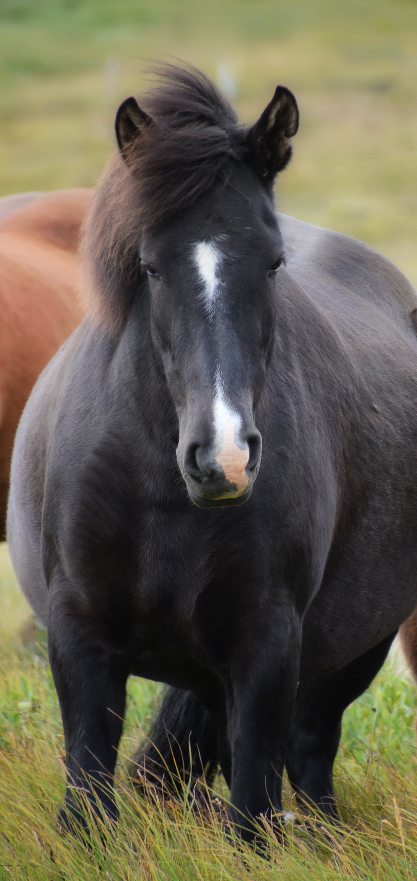 Descarga gratuita de fondo de pantalla para móvil de Animales, Caballo.