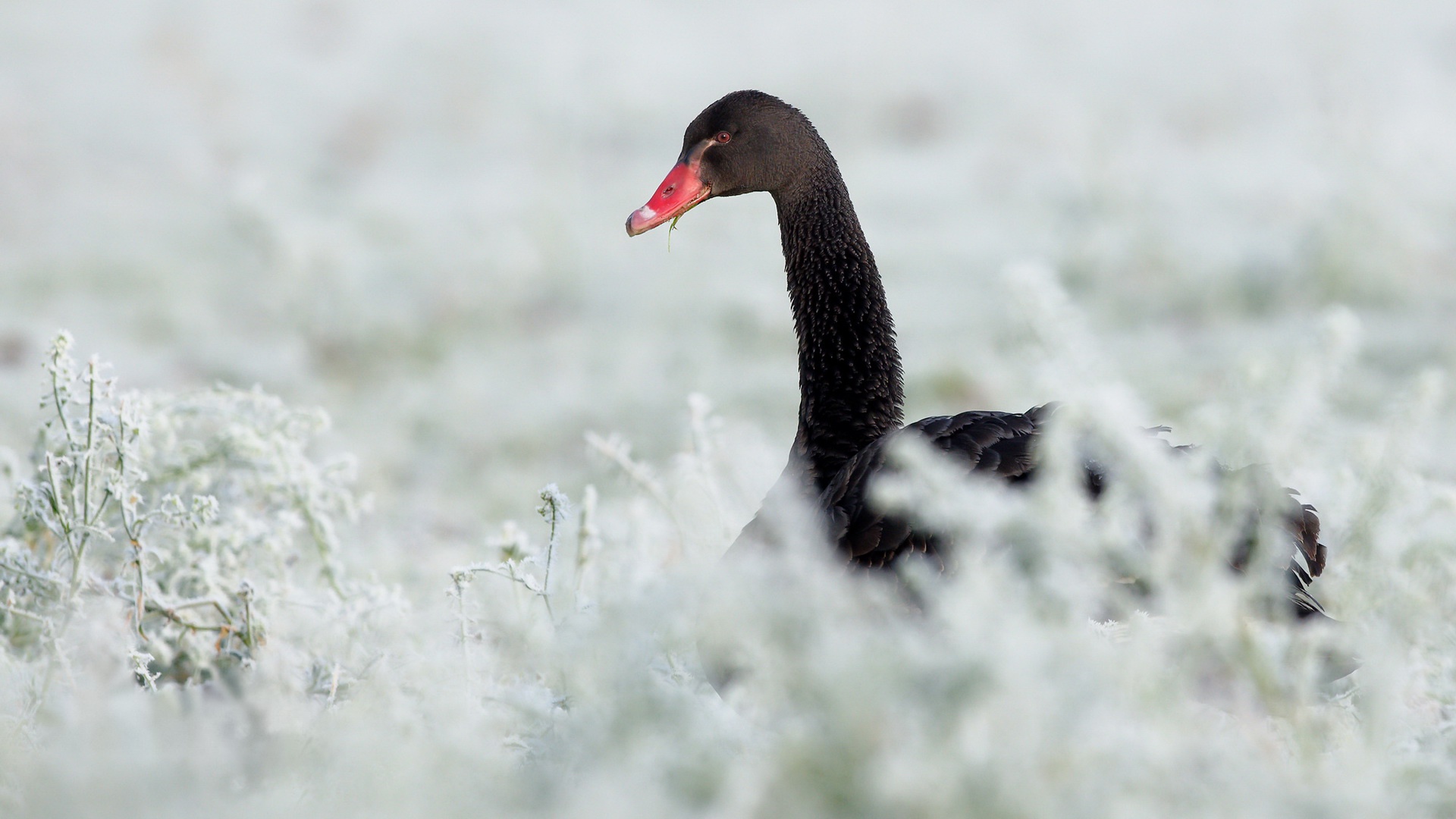Download mobile wallpaper Birds, Animal, Black Swan for free.
