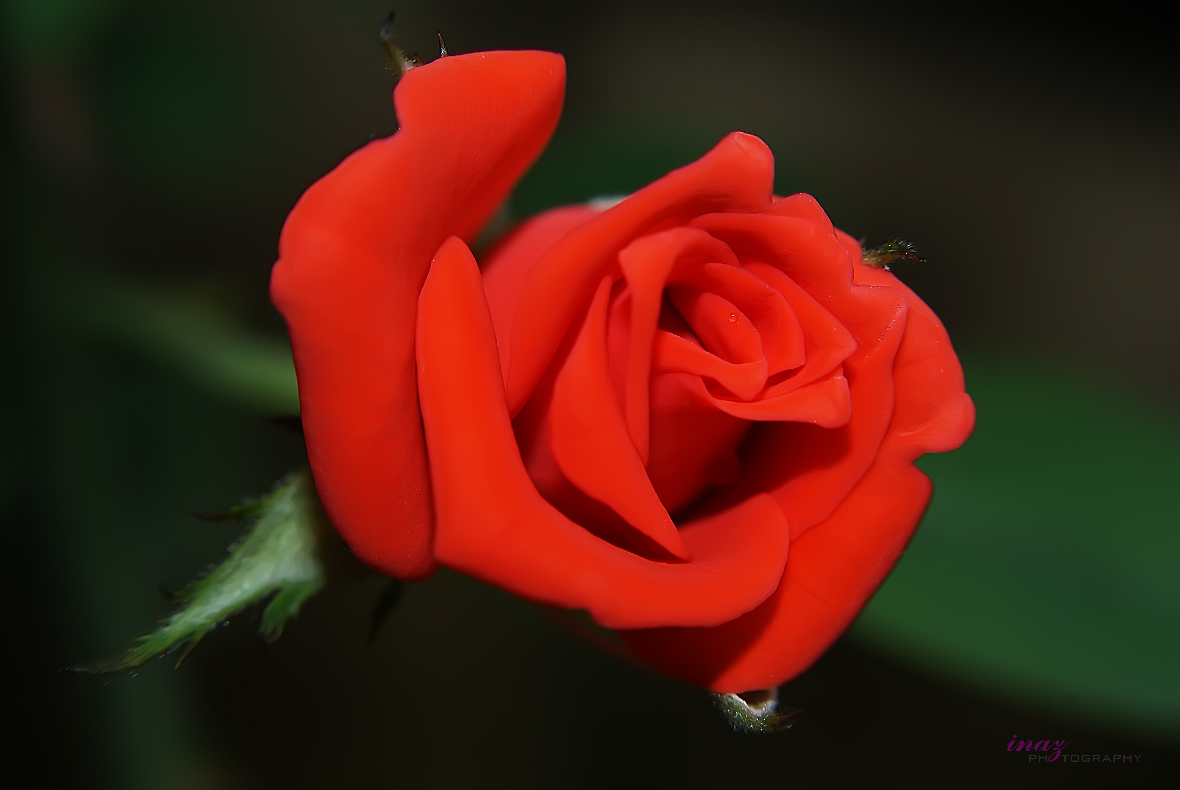 Free download wallpaper Flowers, Rose, Earth, Petal, Red Rose, Red Flower on your PC desktop