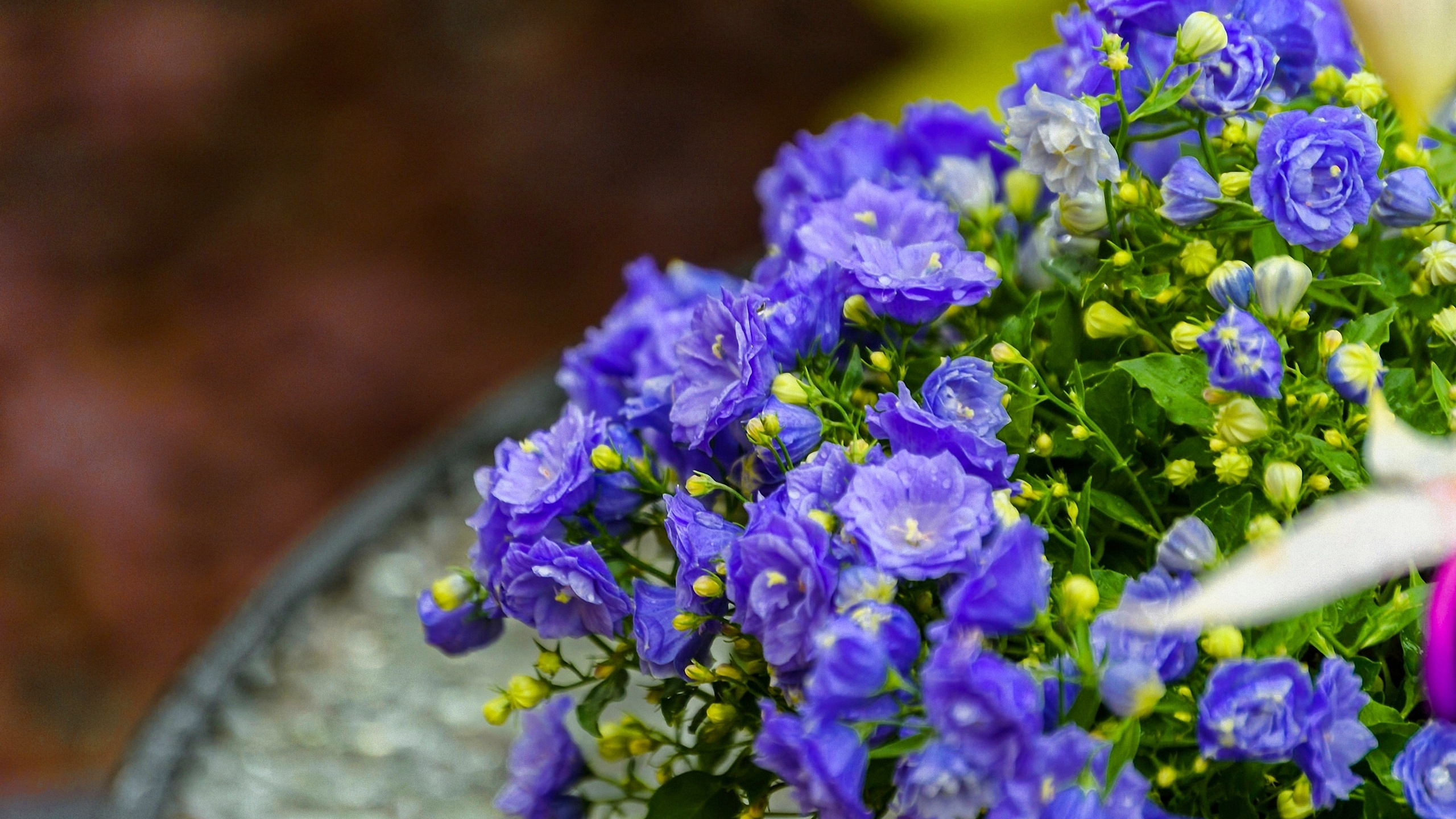 Descarga gratuita de fondo de pantalla para móvil de Flores, Flor, Tierra/naturaleza.