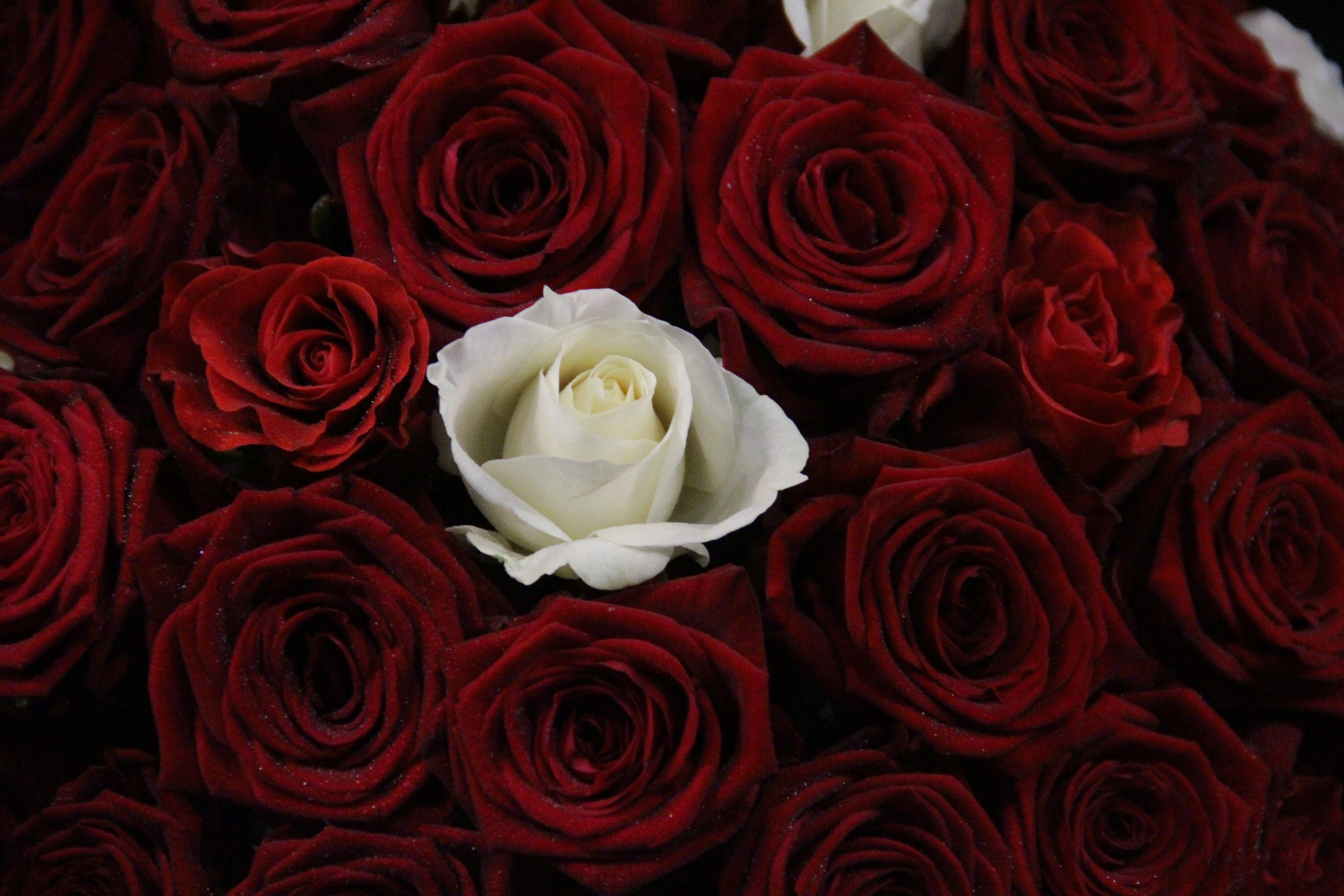 Free download wallpaper Flowers, Bouquet, Buds, Rose, Rose Flower on your PC desktop