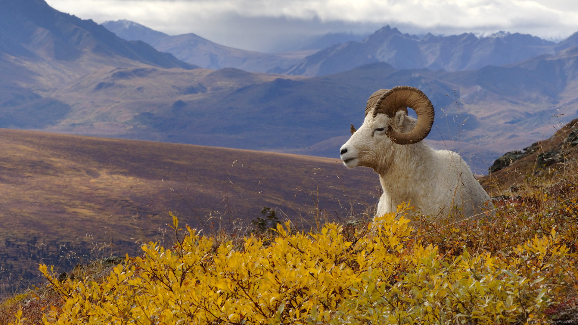 animal, goat, landscape, mountain