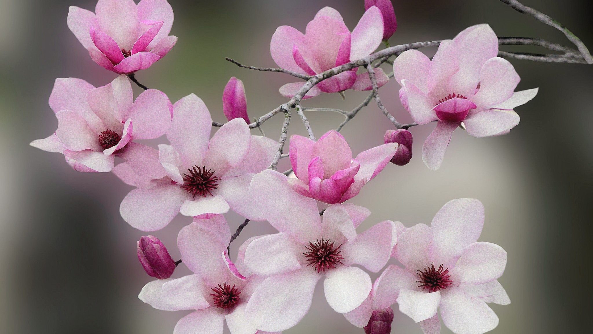 Download mobile wallpaper Flowers, Flower, Branch, Earth, Blossom, Pink Flower for free.