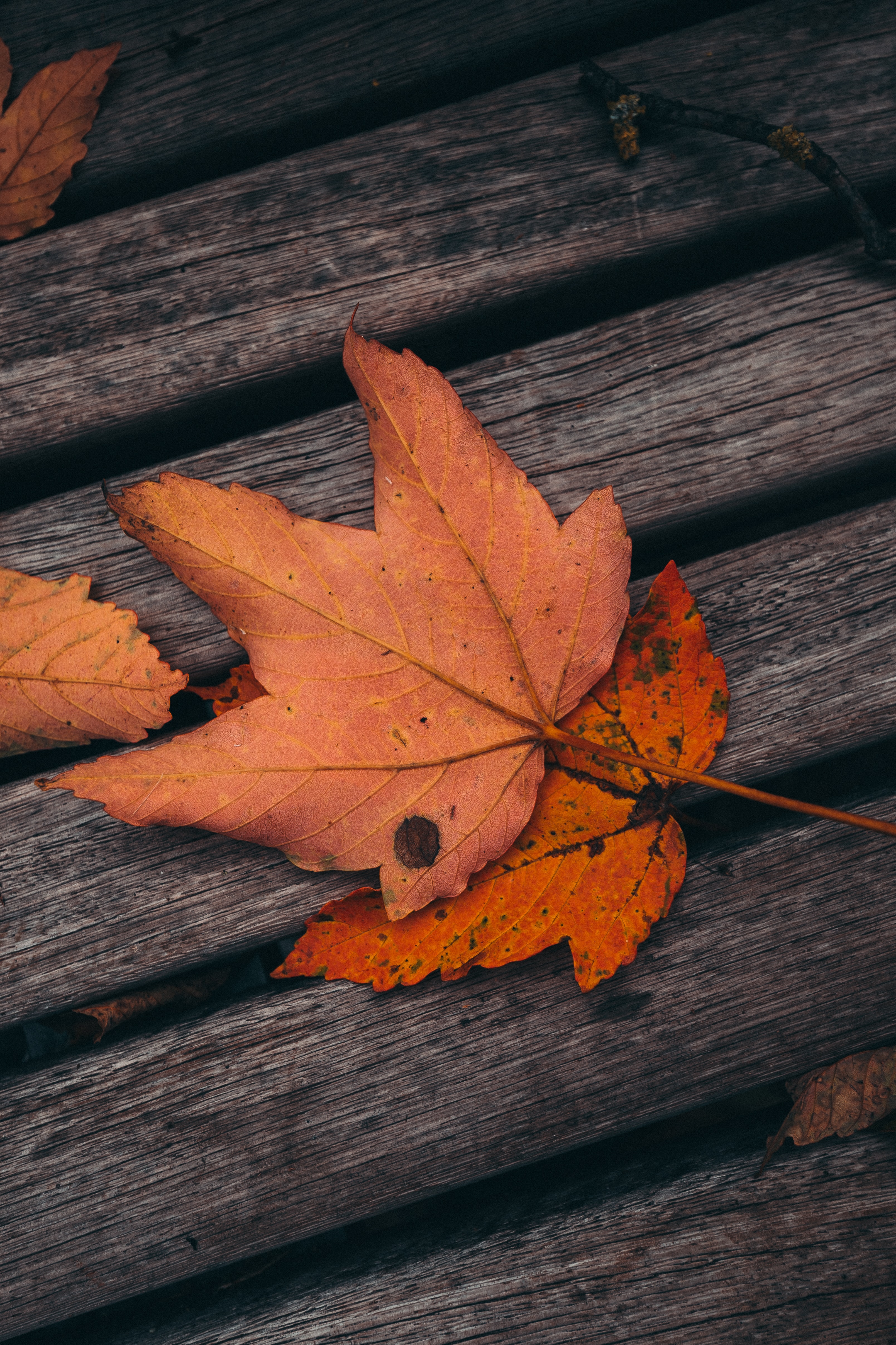 1920 x 1080 picture autumn, leaves, miscellanea, miscellaneous, wood, wooden, maple, planks, board