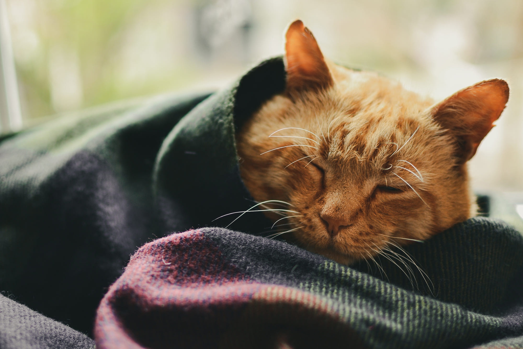 Download mobile wallpaper Cats, Cat, Animal, Sleeping for free.