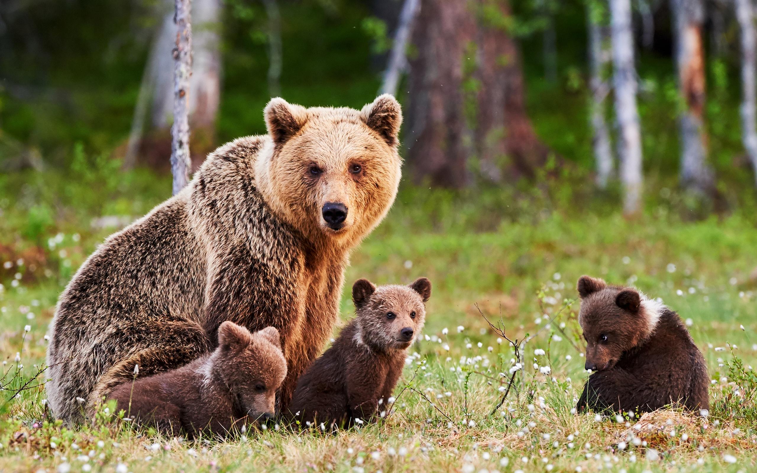 Скачать картинку Животные, Медведи, Медведь, Детеныш, Детеныш Животного в телефон бесплатно.