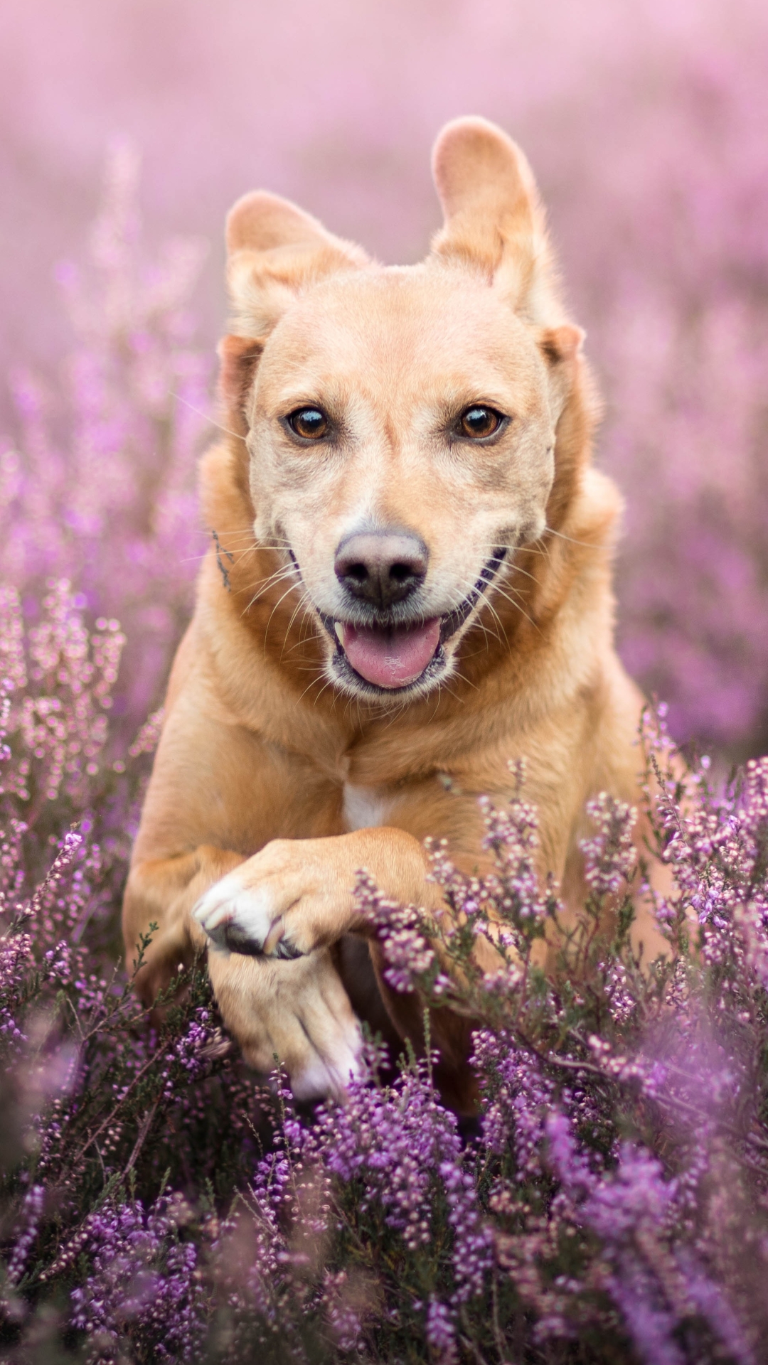 無料モバイル壁紙動物, 犬, ゴールデンレトリバー, 紫色の花をダウンロードします。