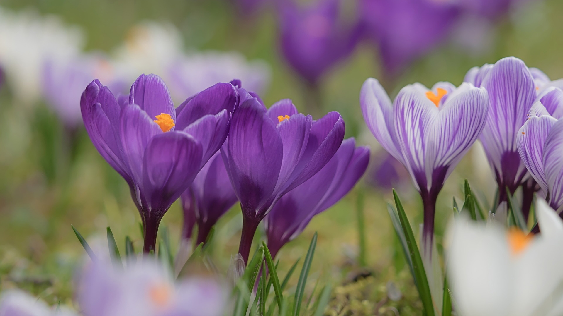 無料モバイル壁紙フラワーズ, 地球, クロッカス, 紫色の花をダウンロードします。