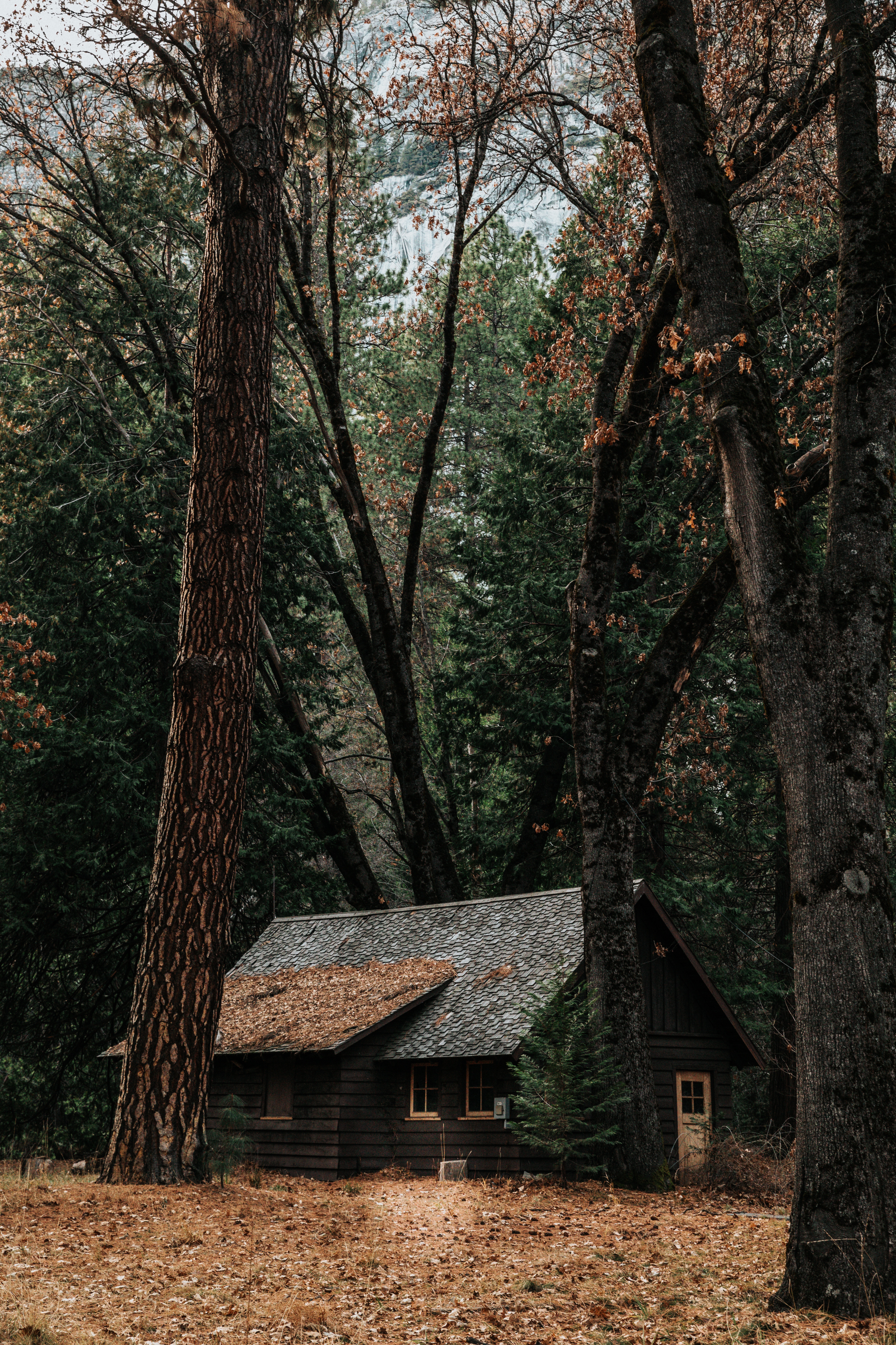forest, nature, autumn, trees, privacy, seclusion, house Aesthetic wallpaper