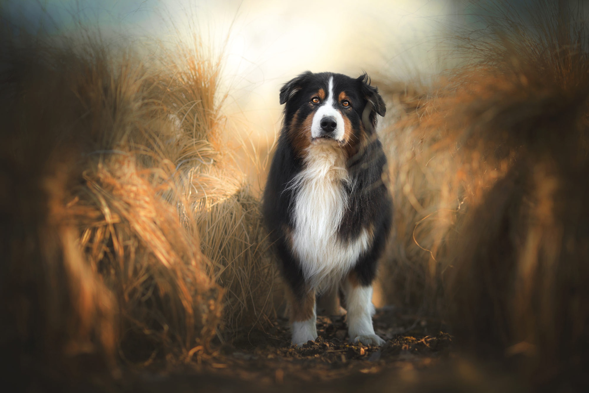 Free download wallpaper Australian Shepherd, Dogs, Dog, Animal on your PC desktop