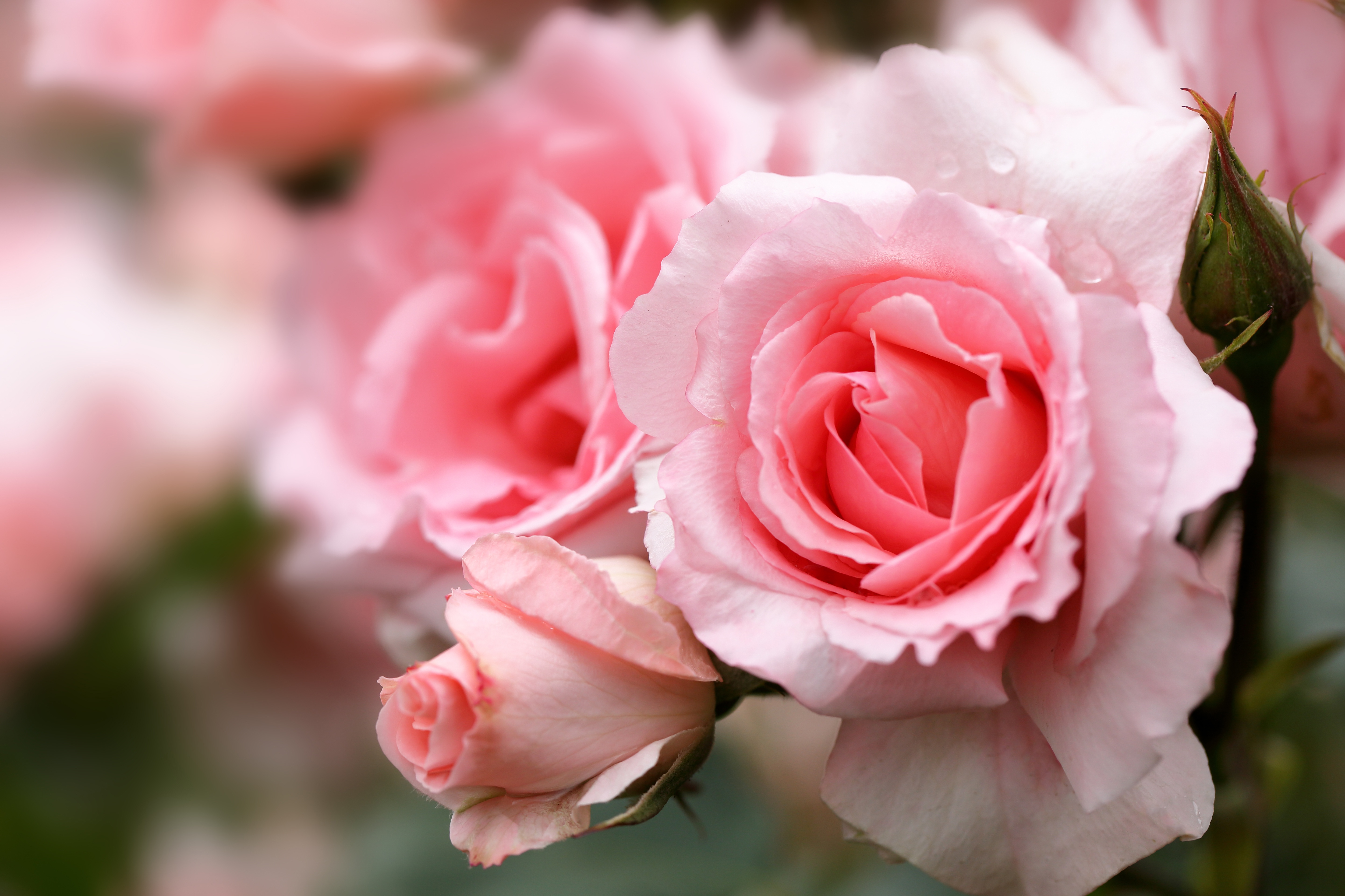 Download mobile wallpaper Nature, Flowers, Flower, Macro, Rose, Blur, Earth, Pink Flower for free.