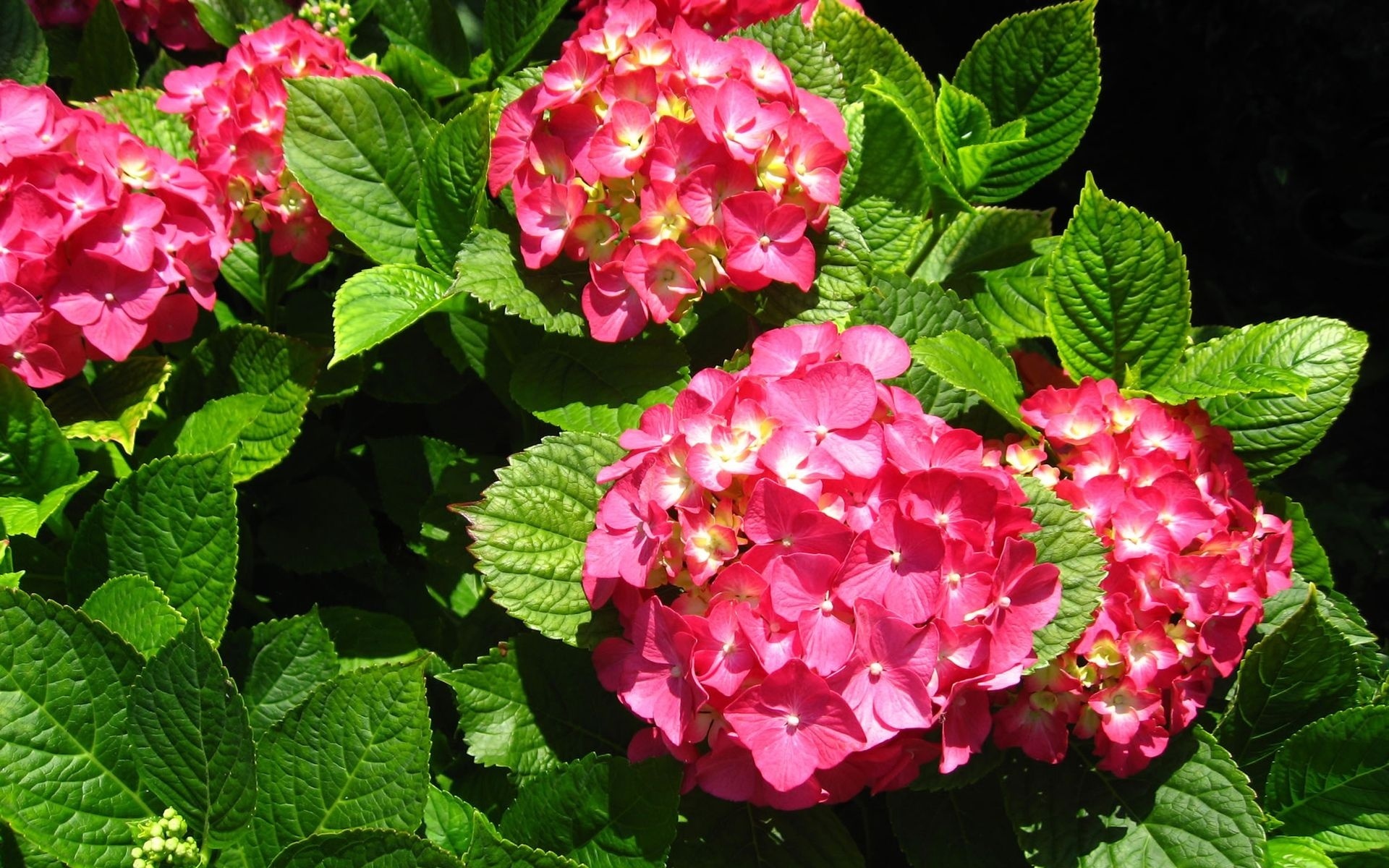 306763 descargar fondo de pantalla tierra/naturaleza, hortensia, flores: protectores de pantalla e imágenes gratis