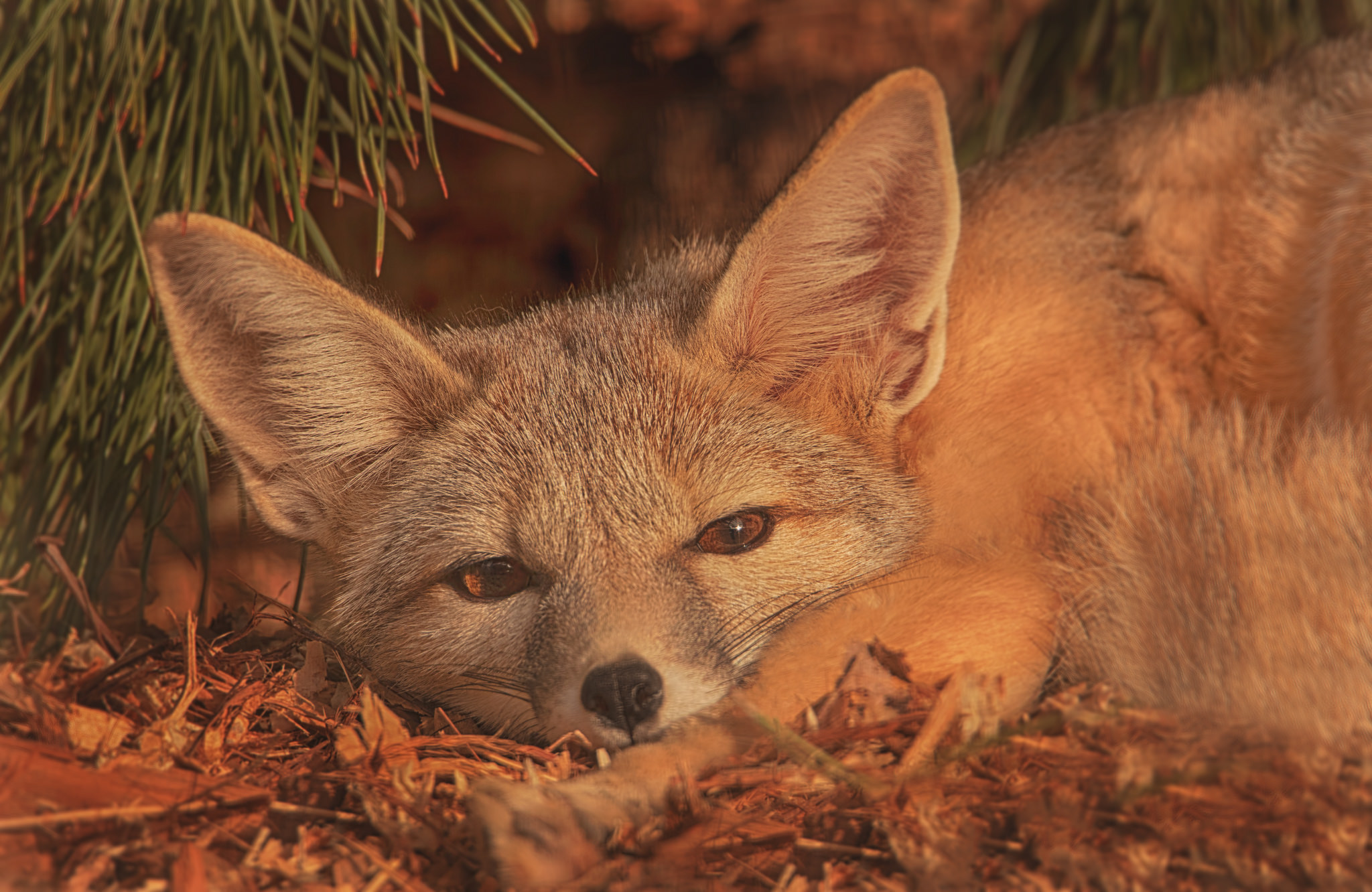 Download mobile wallpaper Fox, Animal, Sleeping for free.