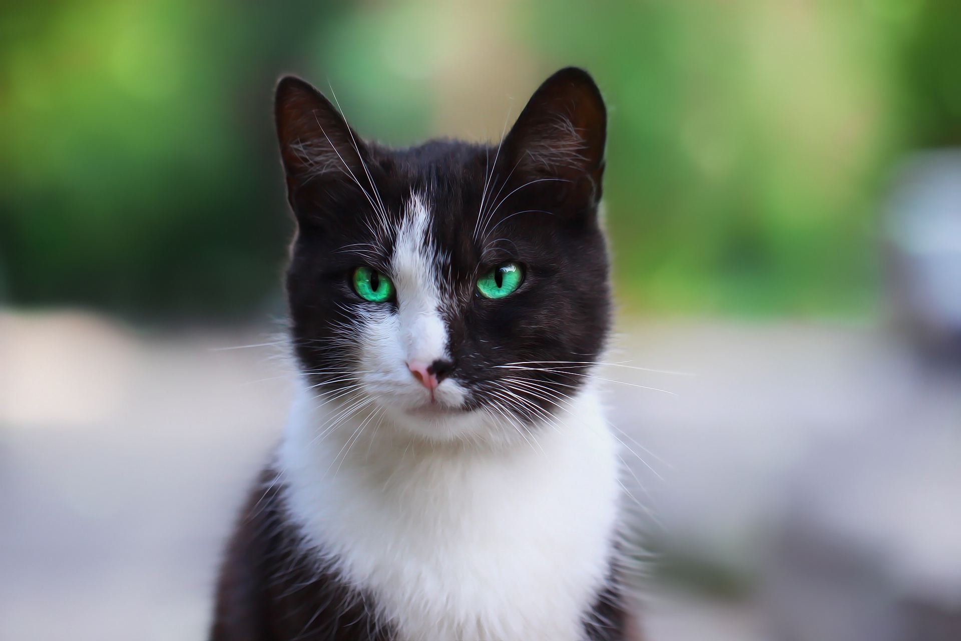 Baixe gratuitamente a imagem Animais, Gatos, Gato na área de trabalho do seu PC