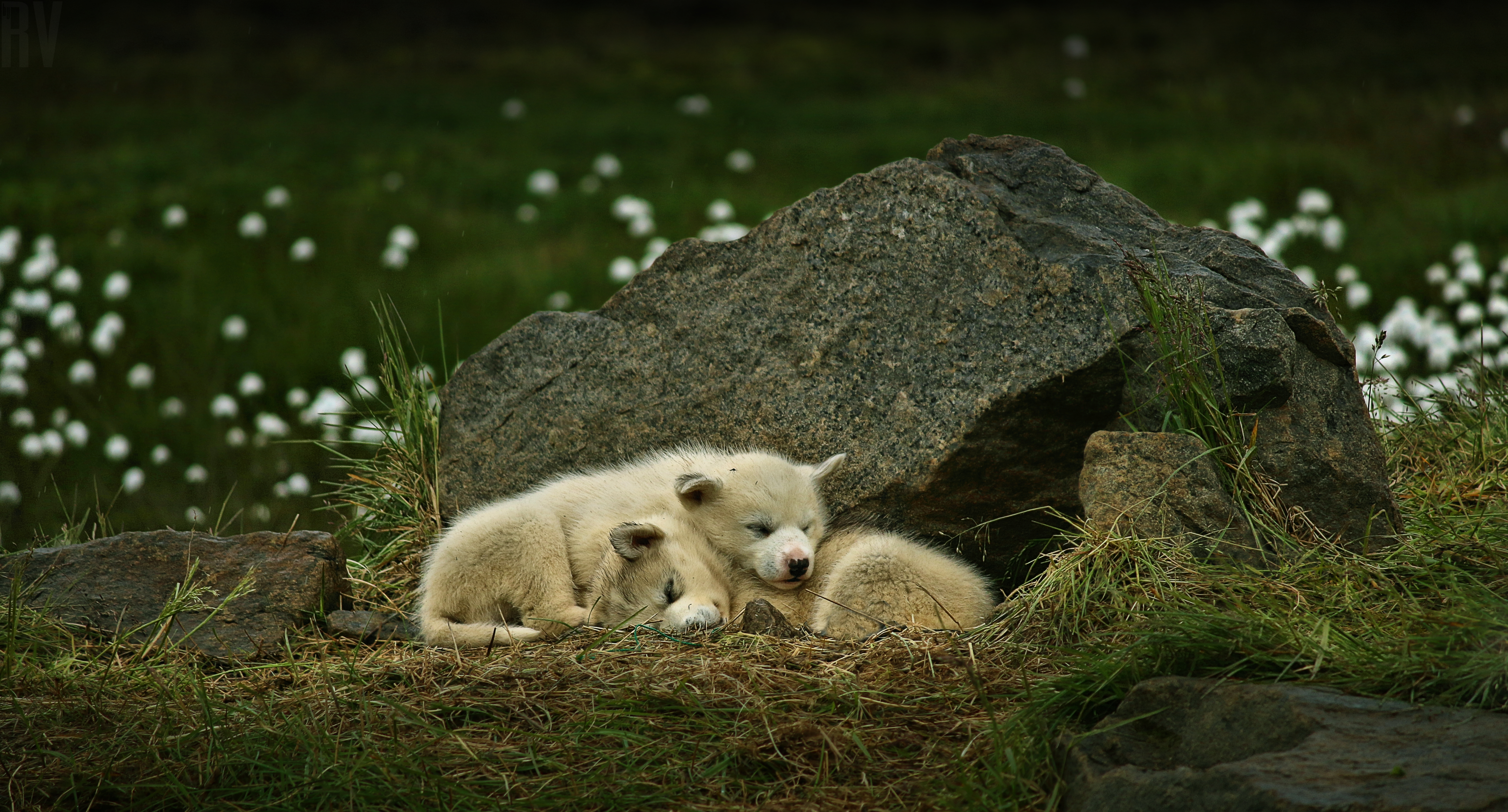 Laden Sie das Tiere, Hunde, Hund, Süß, Welpen-Bild kostenlos auf Ihren PC-Desktop herunter