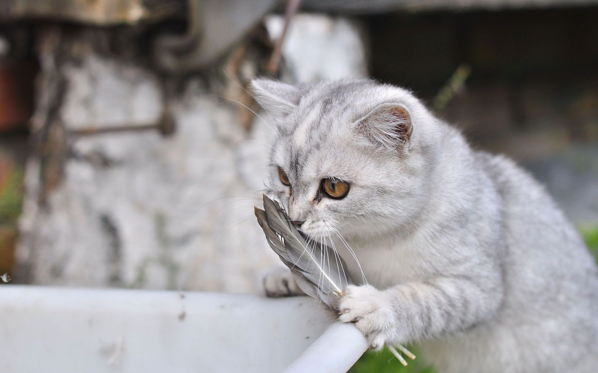 Descarga gratuita de fondo de pantalla para móvil de Animales, Gatos, Gato.