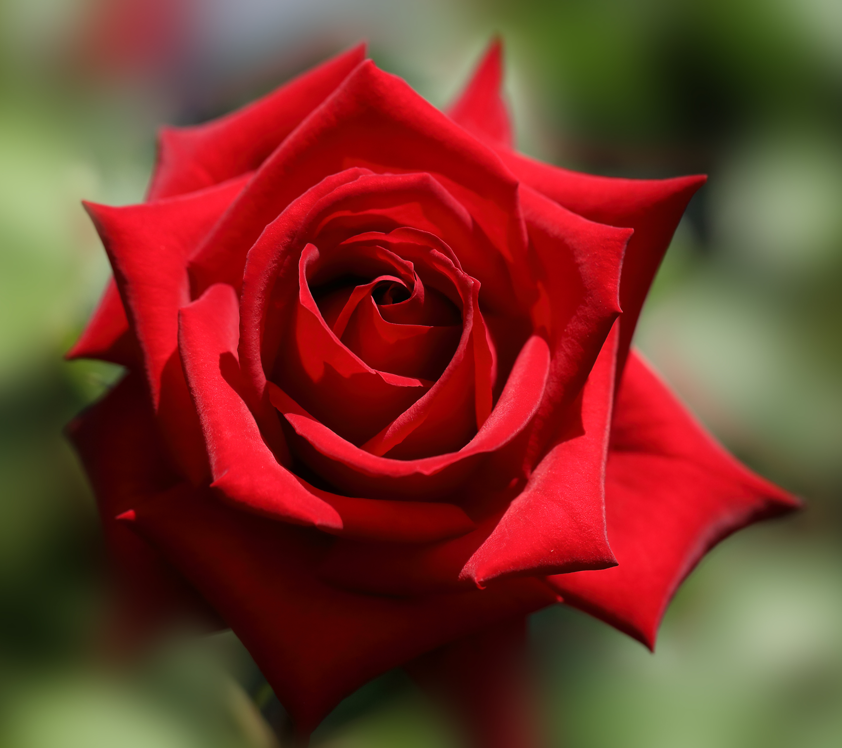 無料モバイル壁紙フラワーズ, 大きい, 薔薇, 地球, ボケ, 赤いバラをダウンロードします。