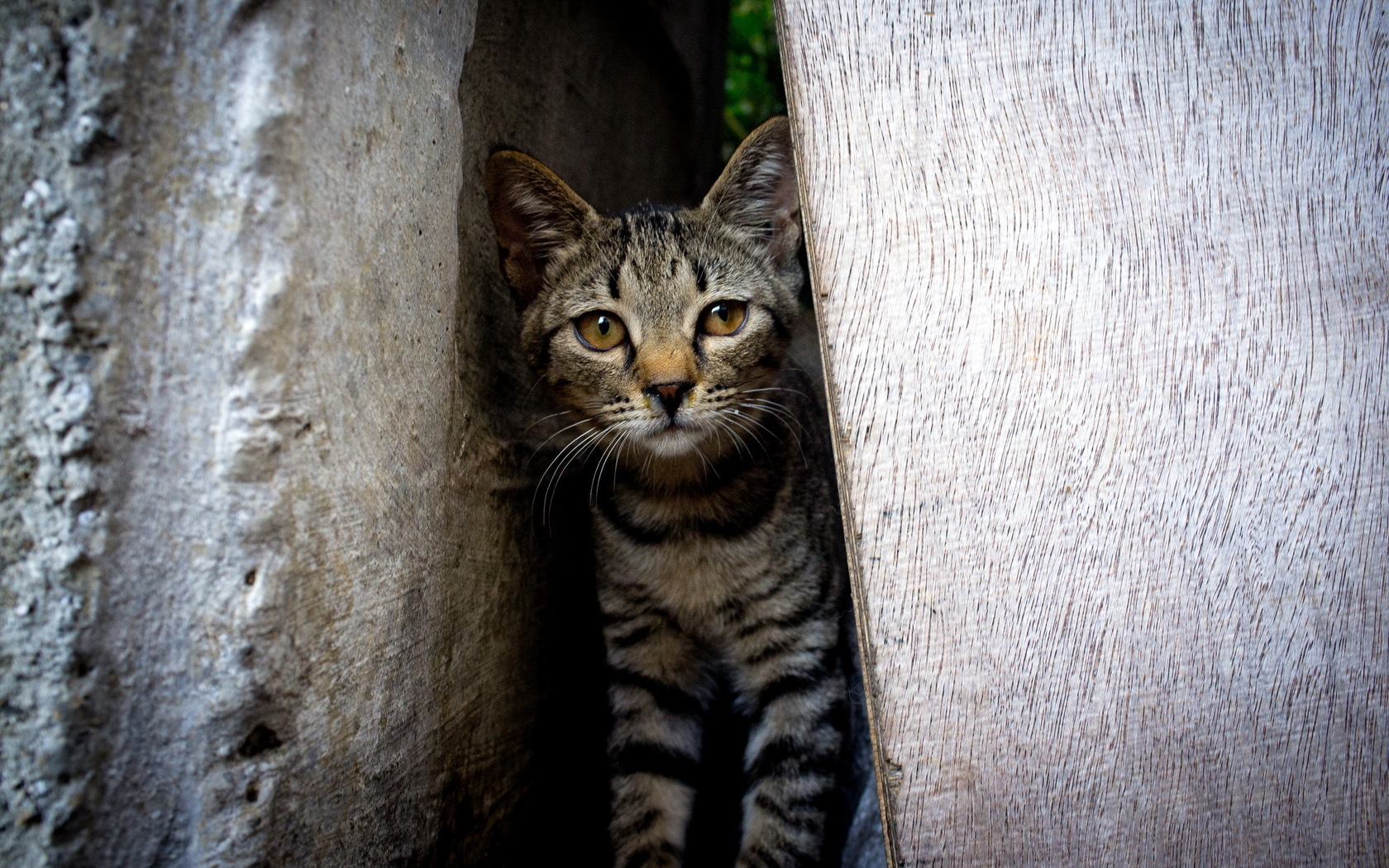 Скачать картинку Кошка, Животные, Кошки в телефон бесплатно.