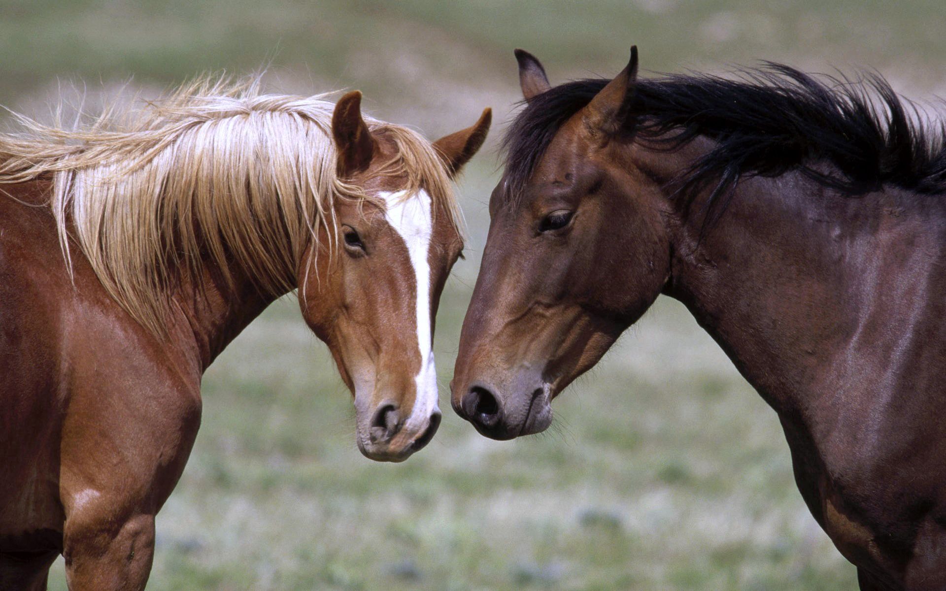 Free download wallpaper Head, Animals, Pair, Color, Couple, Horses on your PC desktop