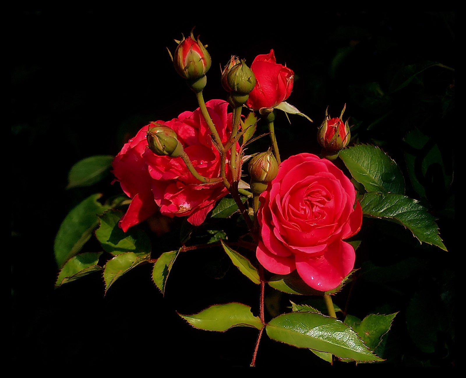 Download mobile wallpaper Flowers, Bush, Roses, Greens, Leaves, Buds, Spray for free.