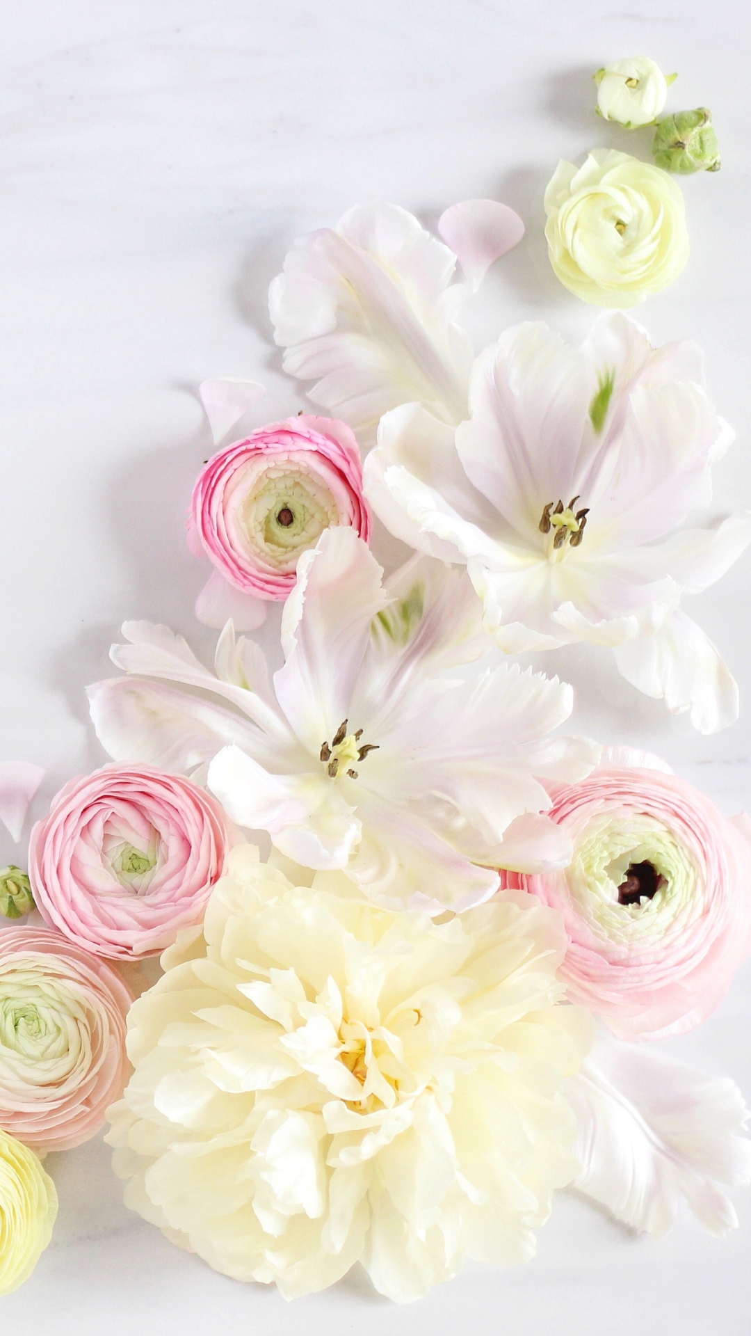 1122375 скачать обои ранункула, художественные, цветок, розовый цветок, желтый цветок, белый цветок, флауэрсы - заставки и картинки бесплатно