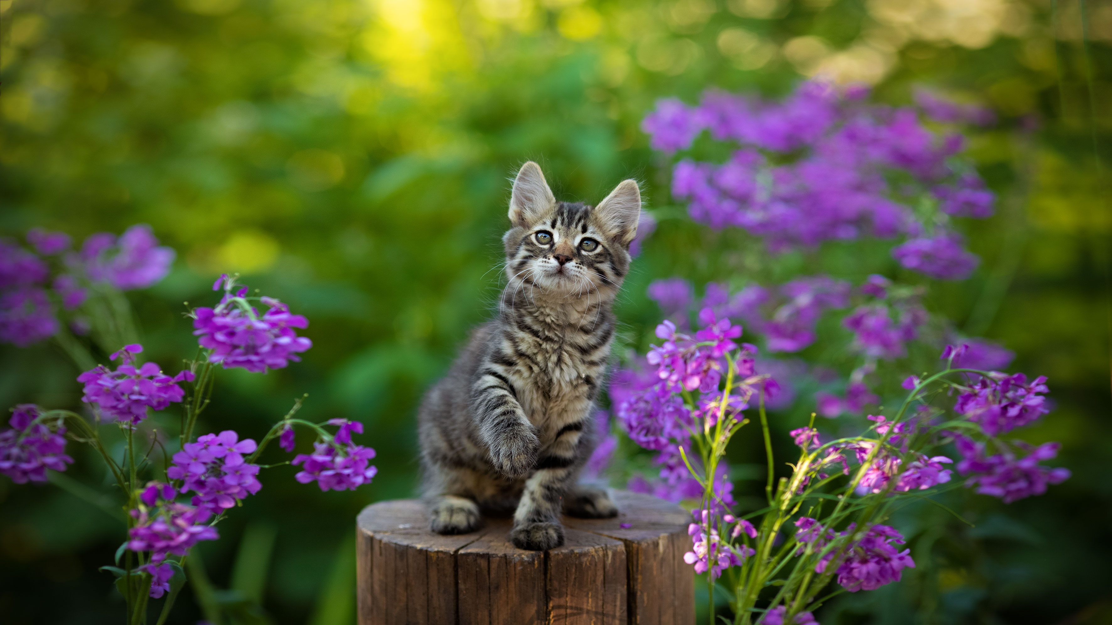 Download mobile wallpaper Cats, Cat, Kitten, Animal, Baby Animal for free.