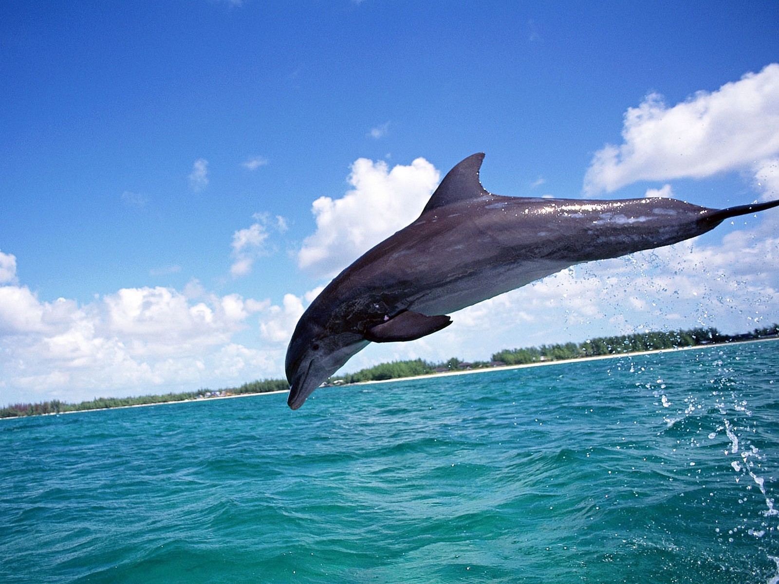 6122 Bild herunterladen delfine, tiere, sea, fische, blau - Hintergrundbilder und Bildschirmschoner kostenlos