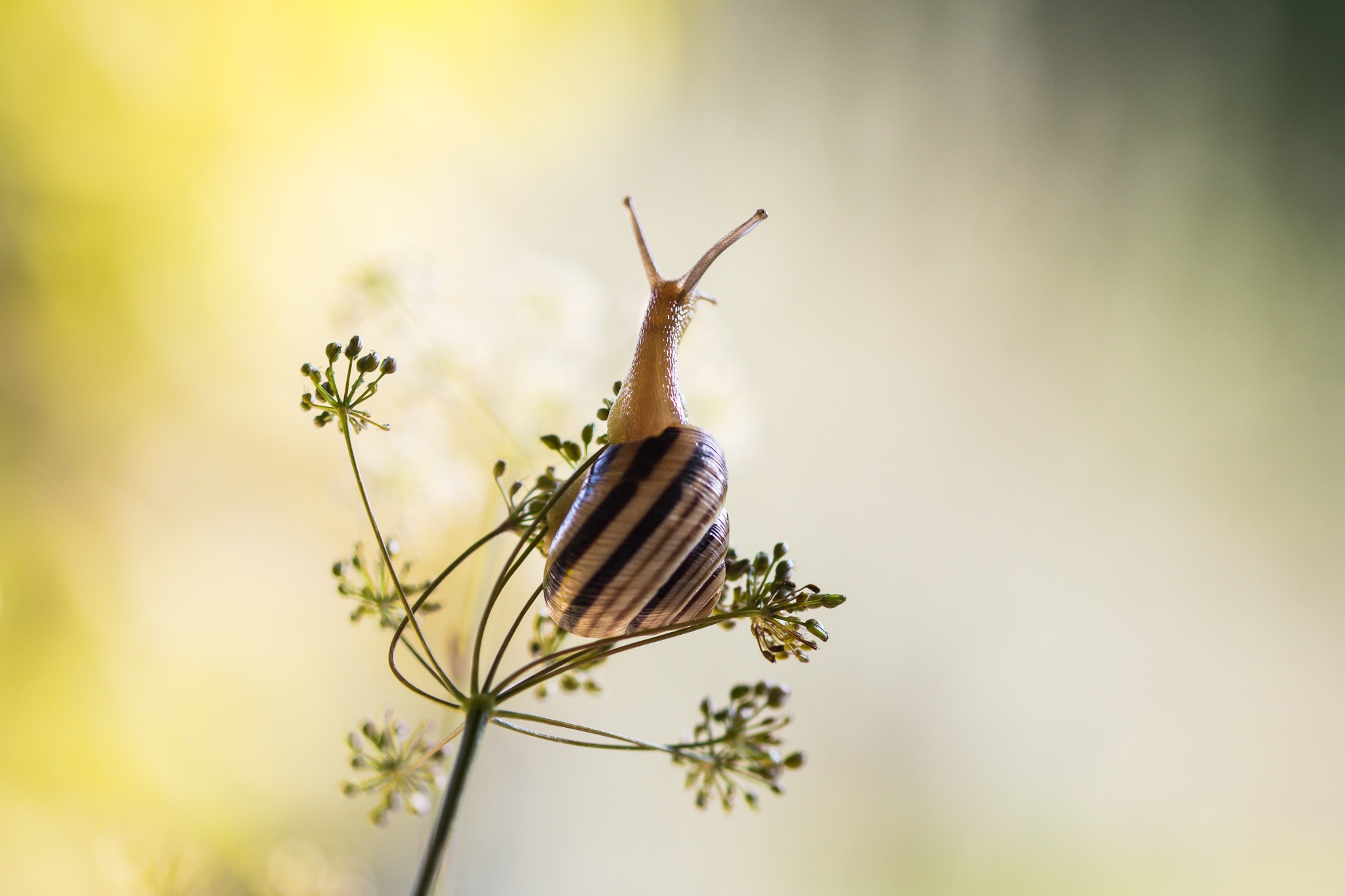 Download mobile wallpaper Insect, Animal, Snail for free.