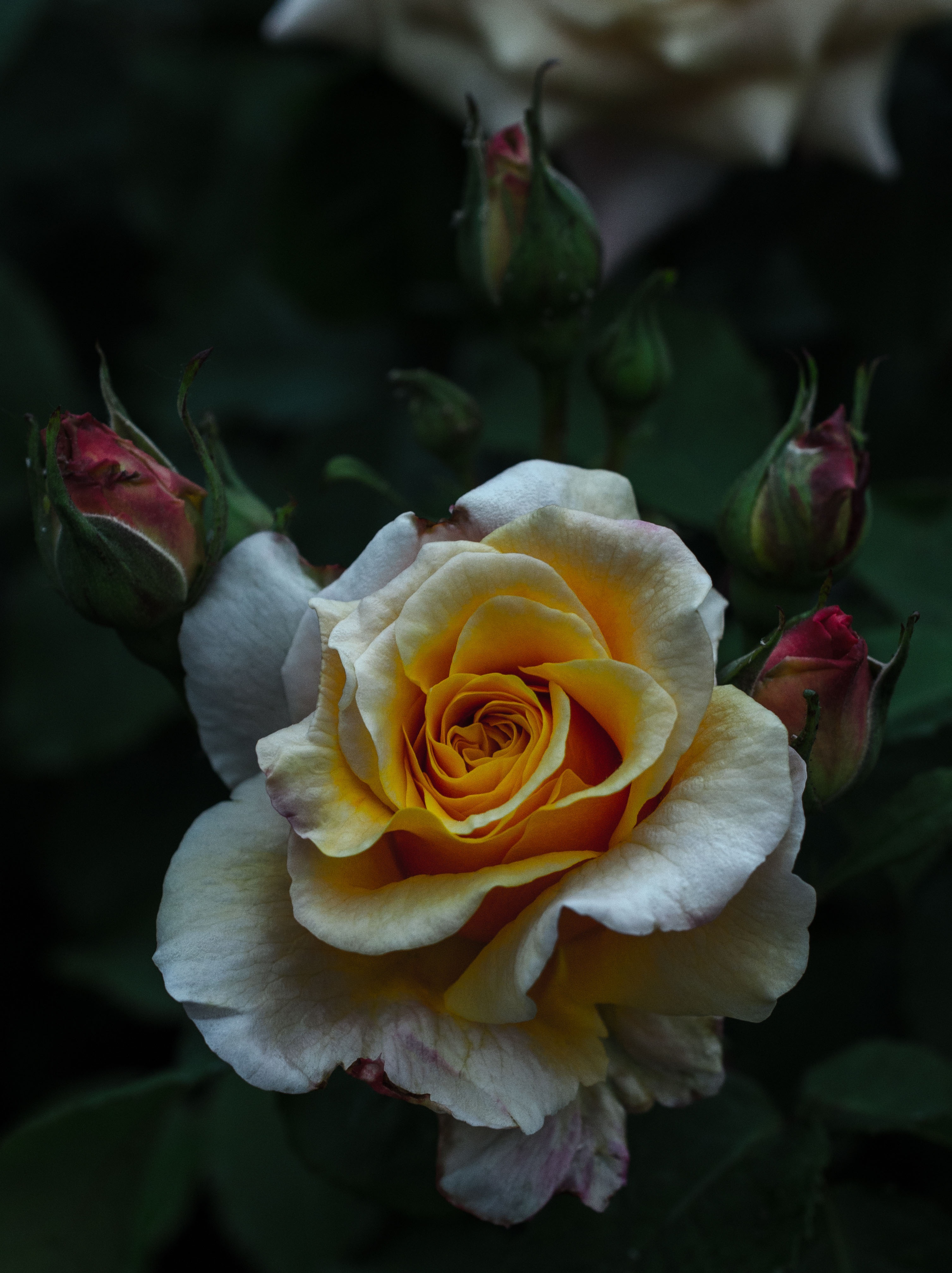 Téléchargez gratuitement l'image Pétales, Bourgeon, Buisson, Fleur, Une Rose, Fleurs, Rose sur le bureau de votre PC