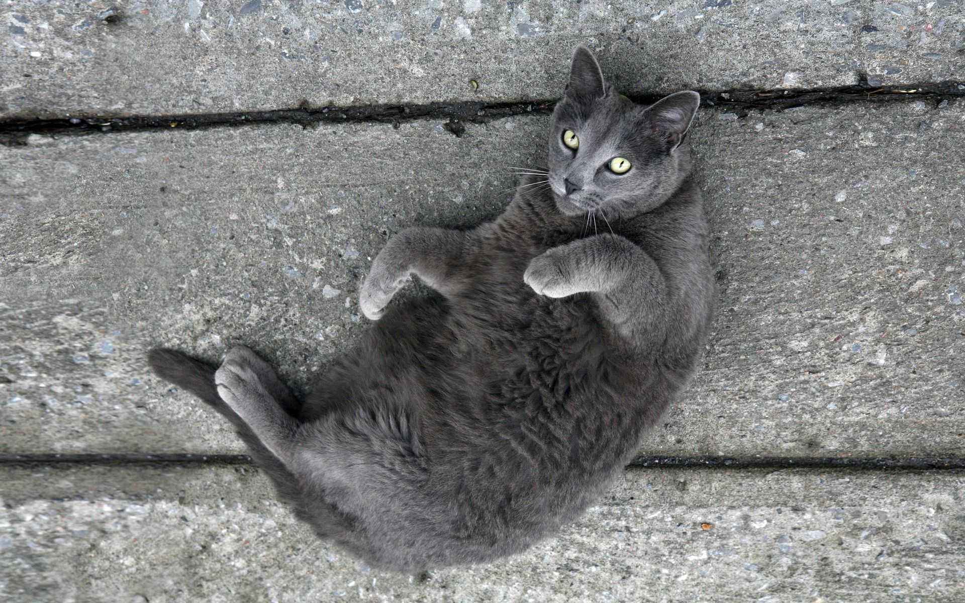 Baixar papel de parede para celular de Animais, Gato gratuito.