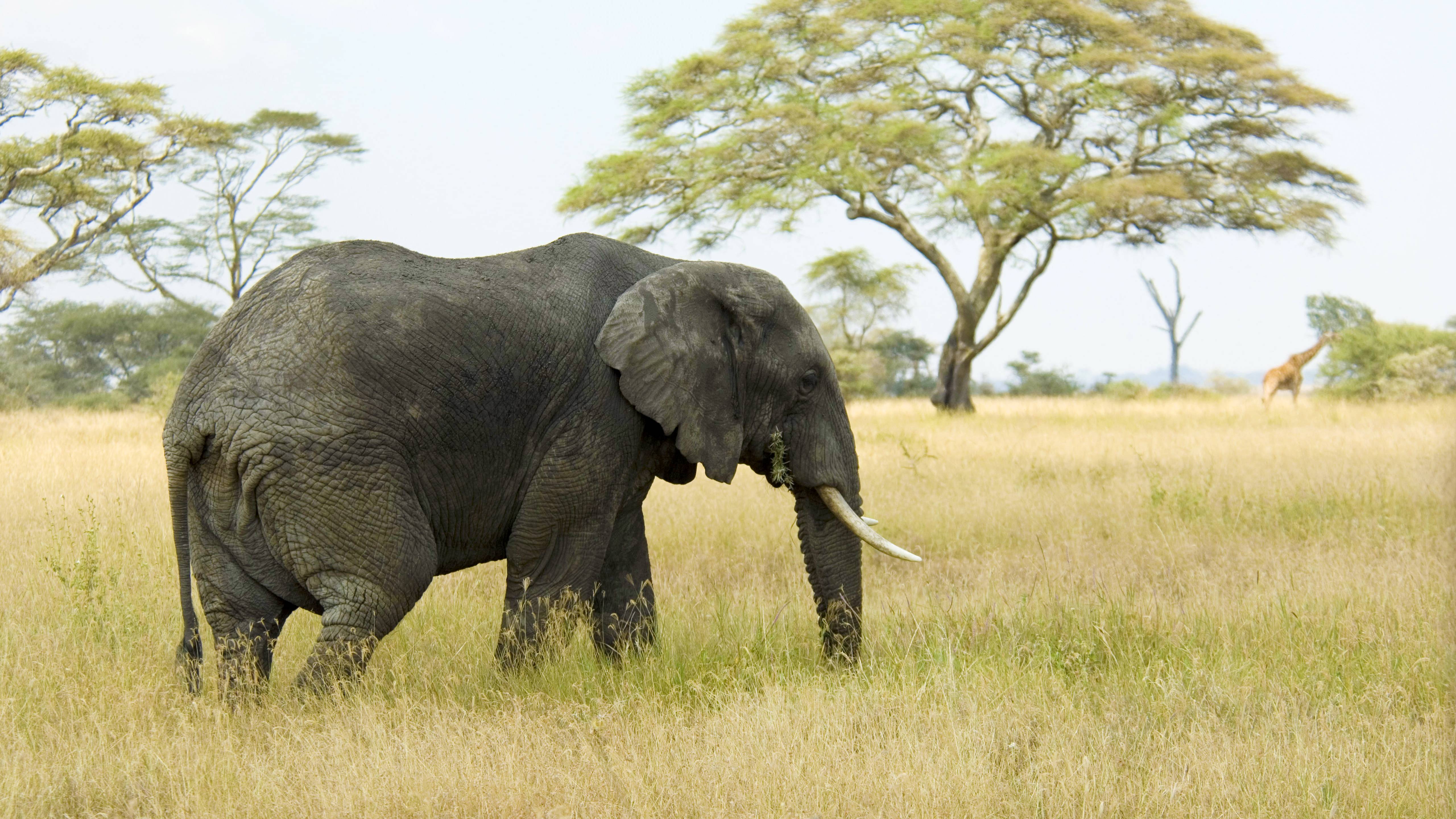 351605 Bild herunterladen elefanten, tiere, afrikanischer elefant - Hintergrundbilder und Bildschirmschoner kostenlos