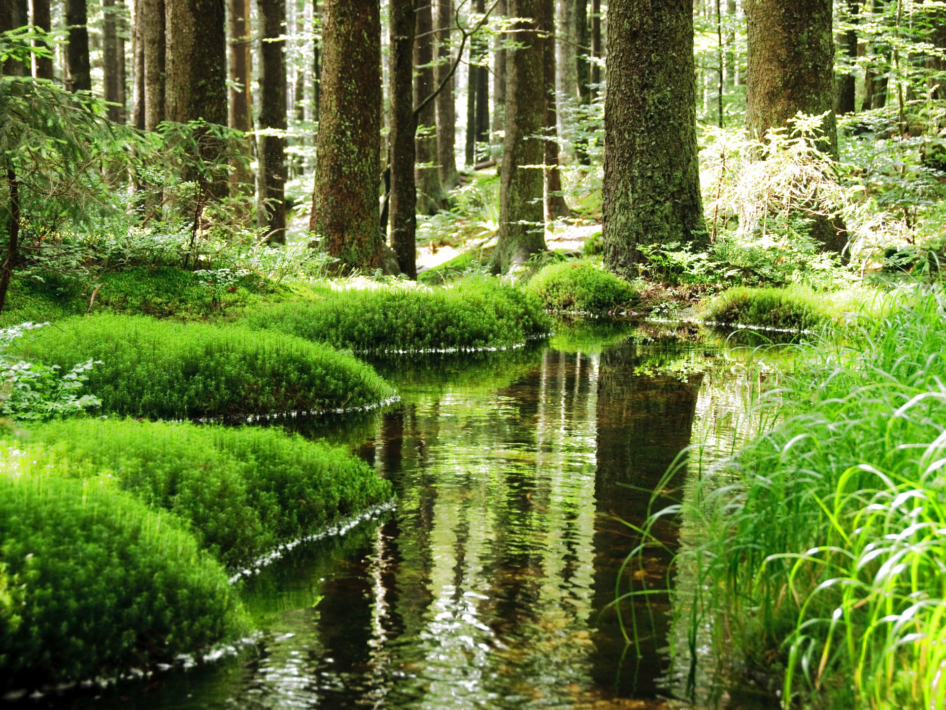 Descarga gratis la imagen Bosque, Árbol, Tierra/naturaleza en el escritorio de tu PC