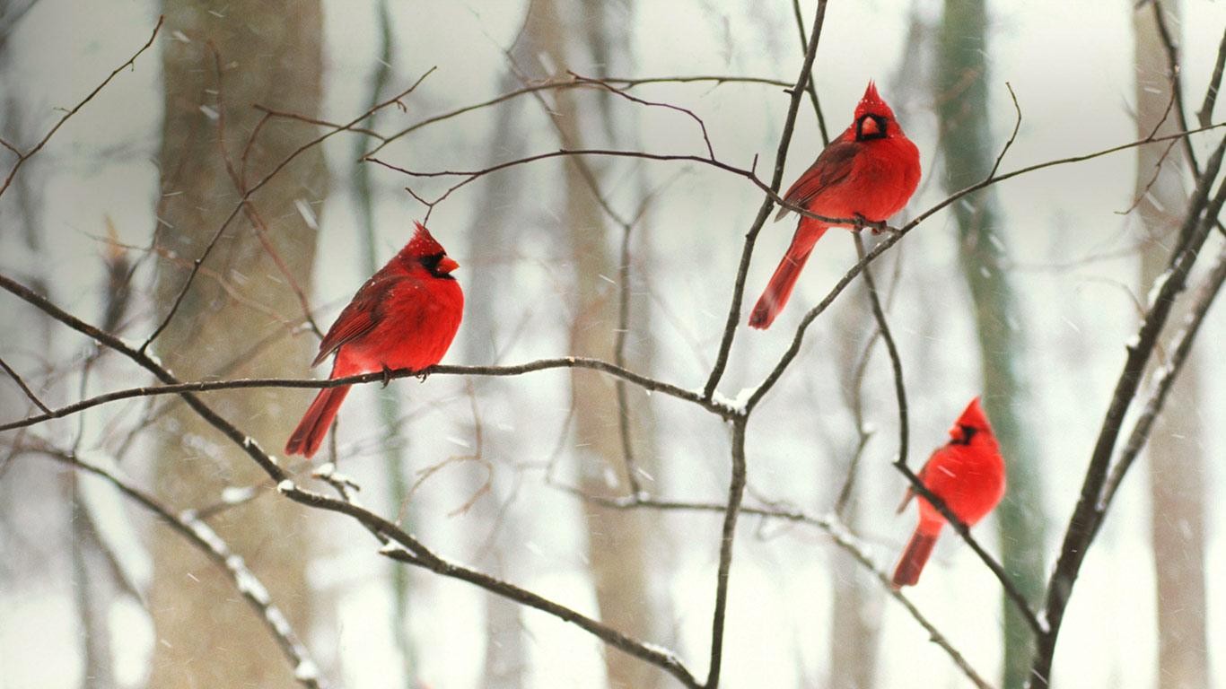 cardinal, animal, birds