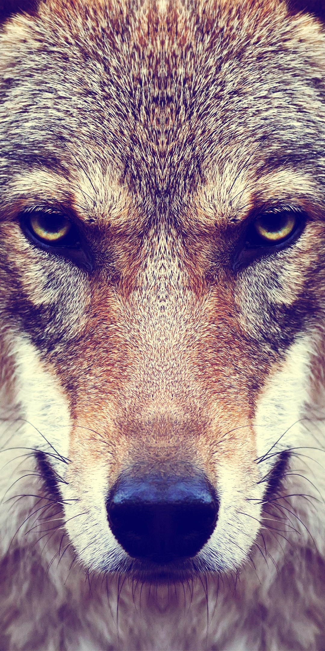 Download mobile wallpaper Muzzle, Wolf, Animal, Face, Stare, Wolves for free.