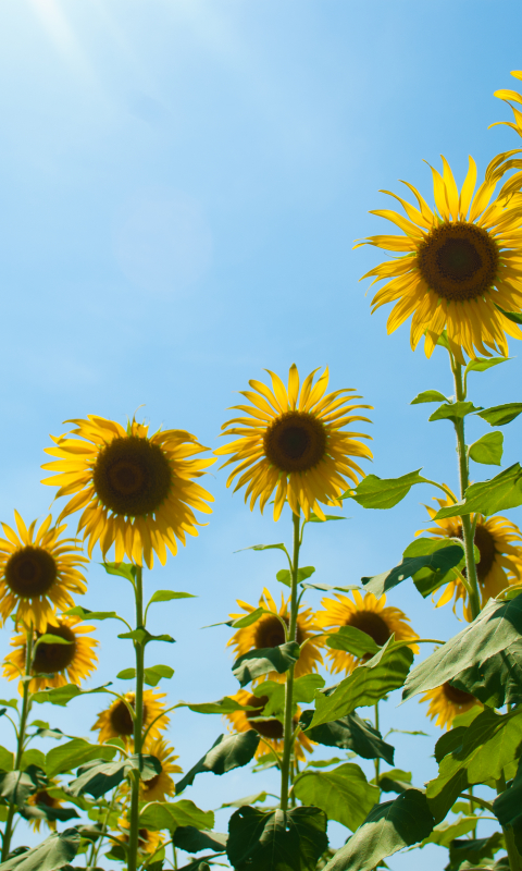 Download mobile wallpaper Nature, Flowers, Sky, Flower, Earth, Sunflower, Yellow Flower for free.