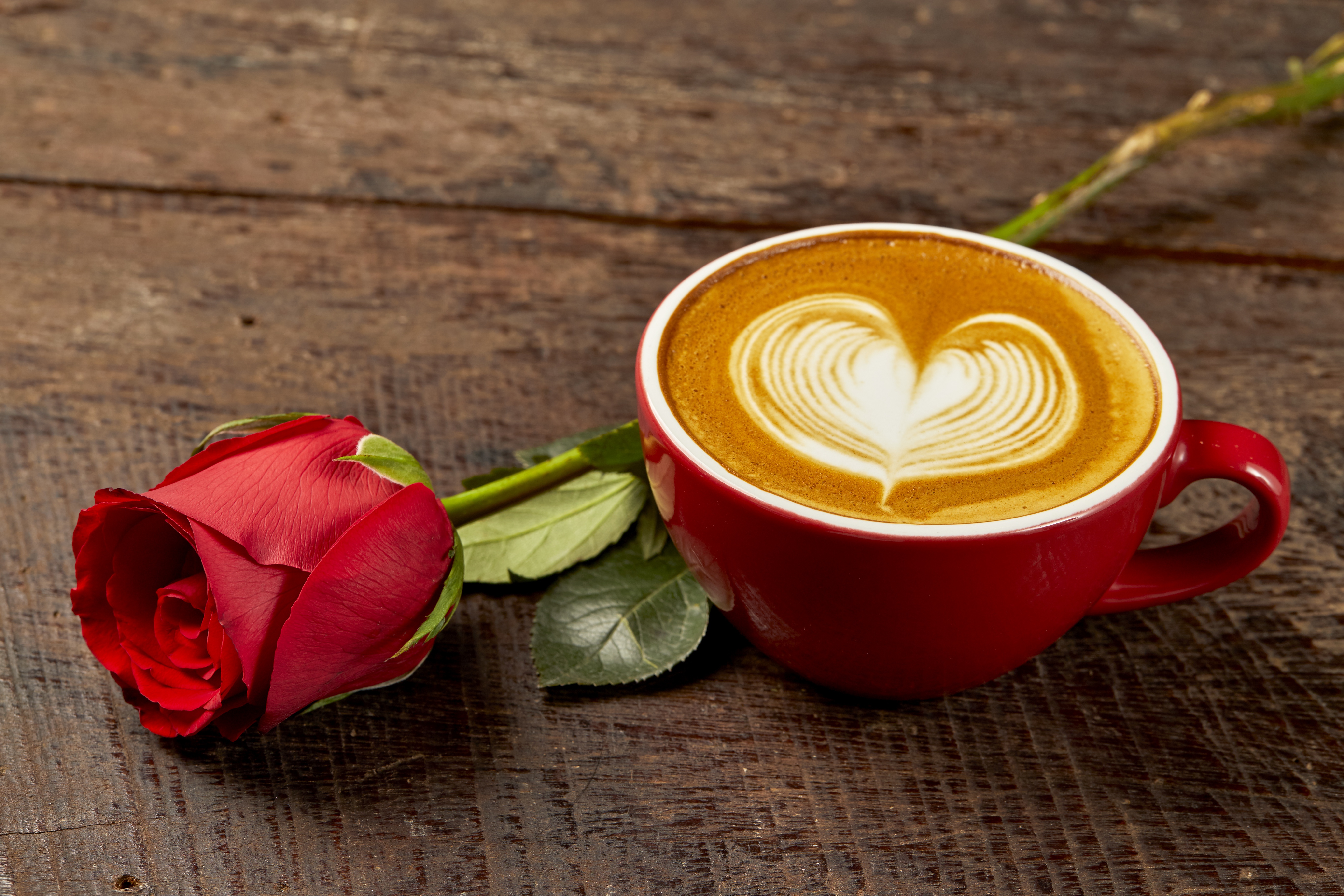 Download mobile wallpaper Food, Coffee, Still Life, Rose, Cup for free.