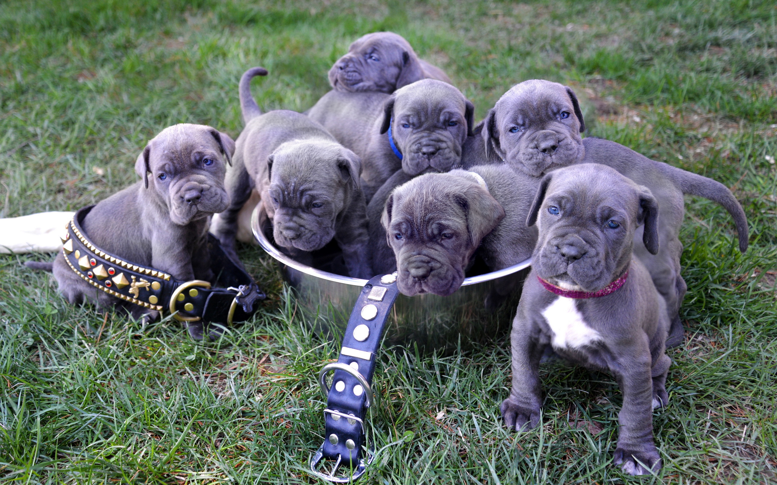 Baixe gratuitamente a imagem Animais, Cães, Filhote na área de trabalho do seu PC