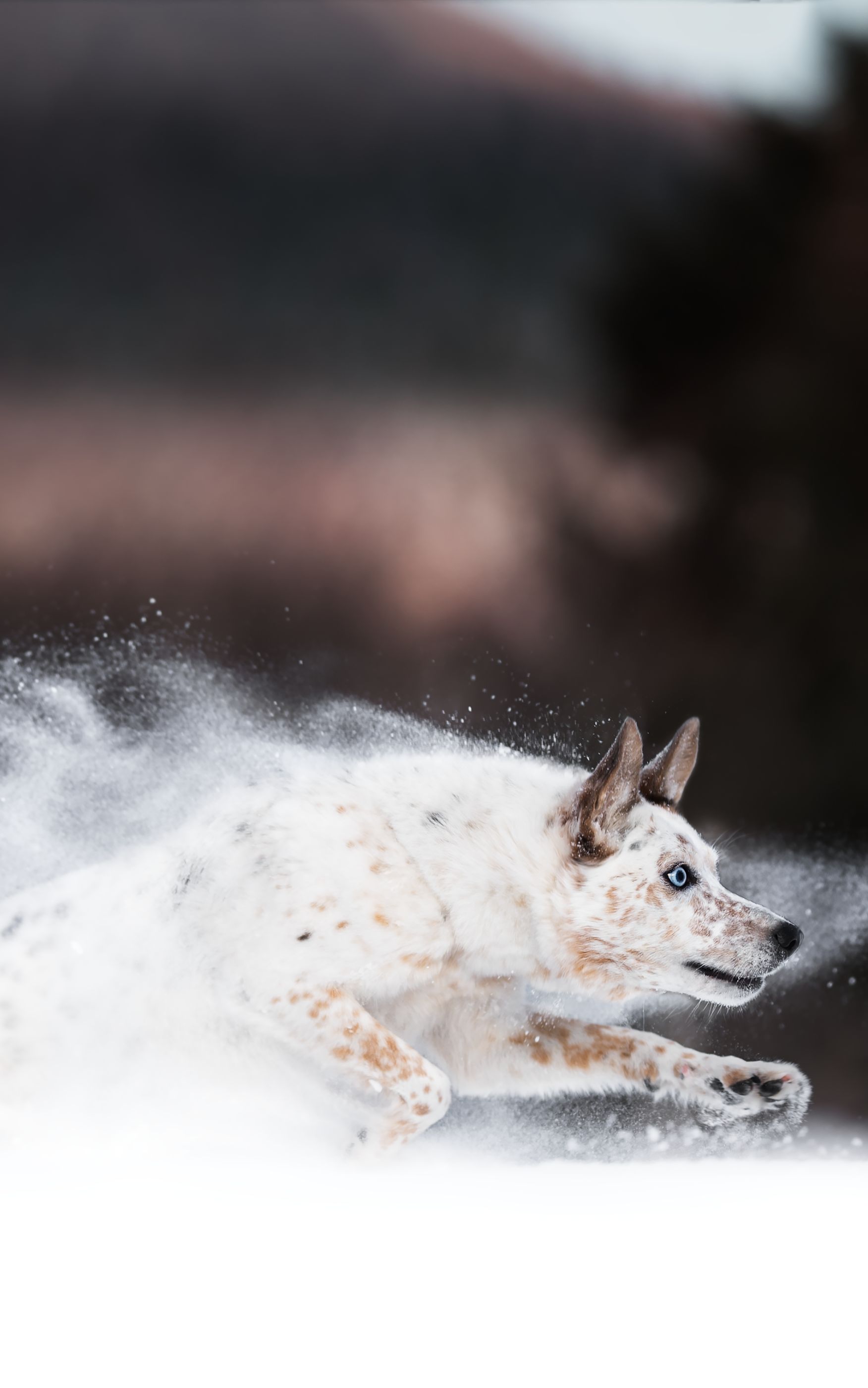 Download mobile wallpaper Dogs, Snow, Animal, Running, Australian Cattle Dog for free.