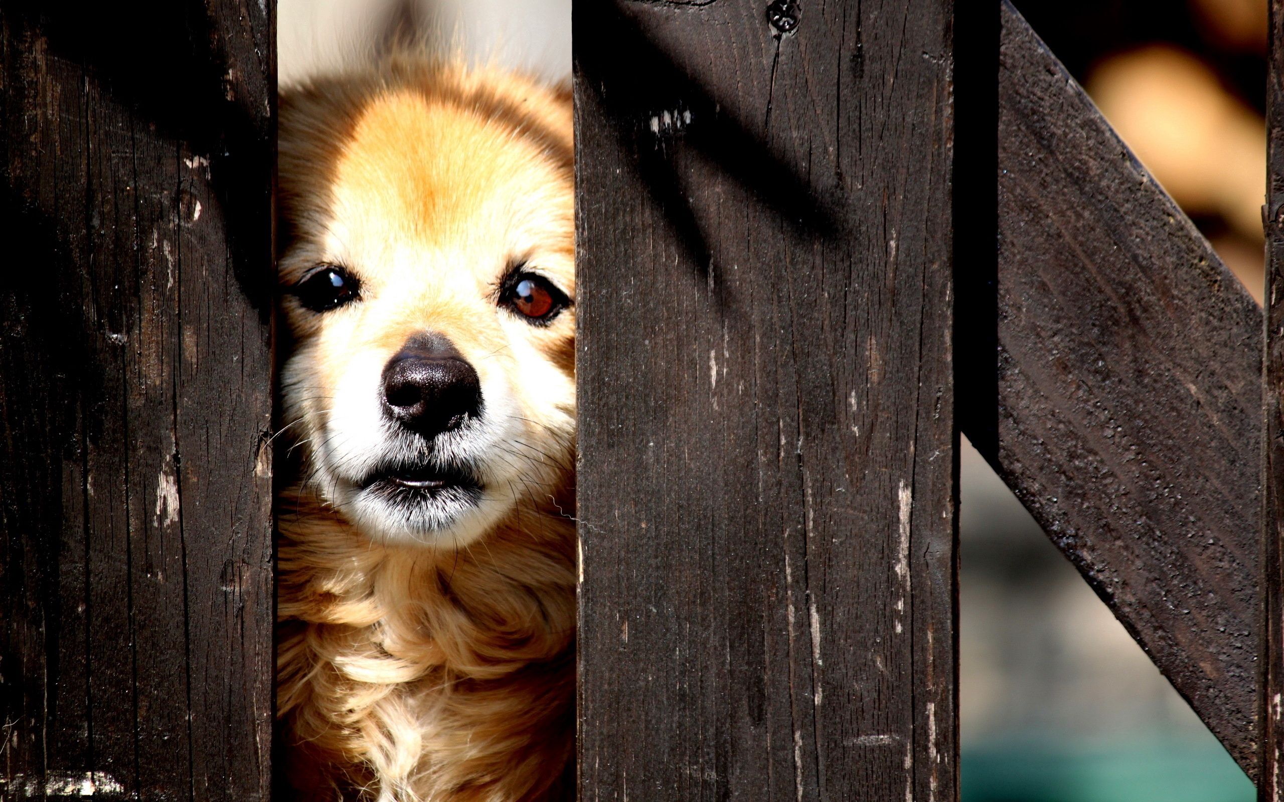 animals, fence, puppy, kid, tot, peek out, look out Smartphone Background