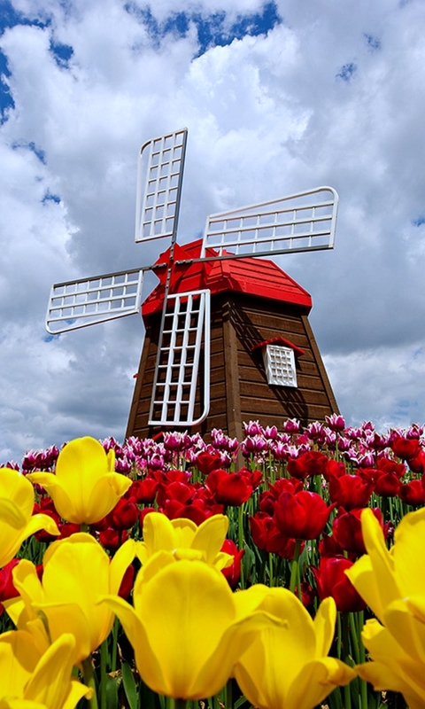 Download mobile wallpaper Nature, Sky, Flower, Spring, Cloud, Tulip, Windmill, Man Made for free.