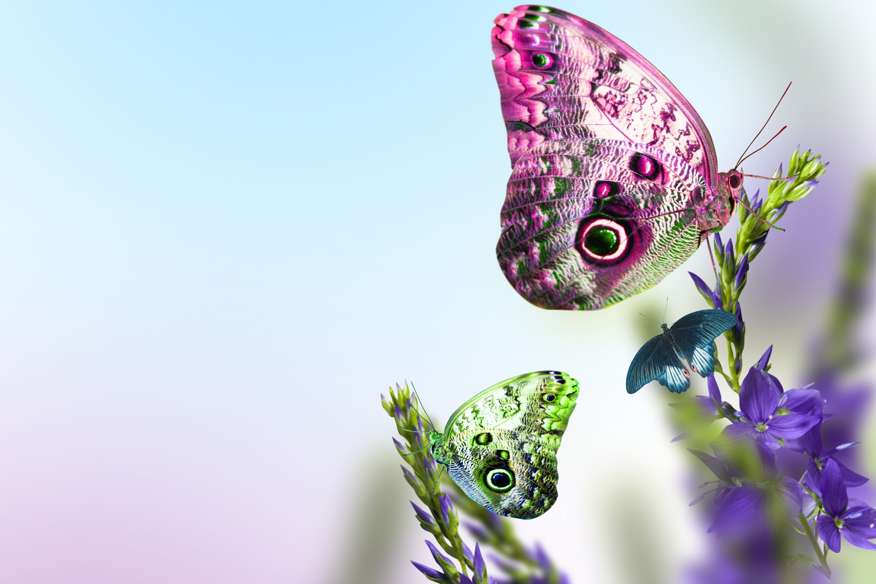 Free download wallpaper Colors, Butterfly, Animal on your PC desktop