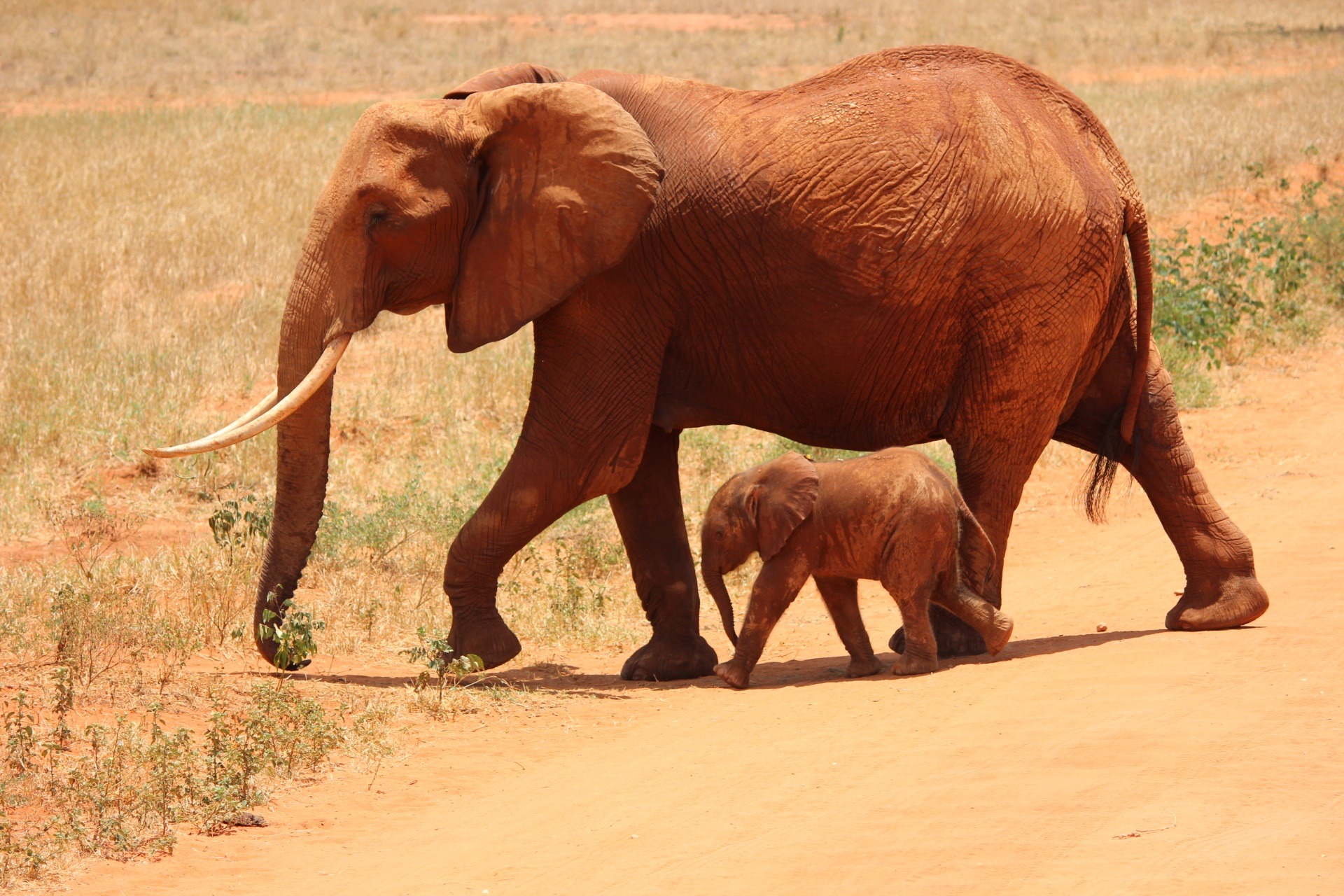 367943壁紙のダウンロード動物, アフリカゾウ, アフリカ, 赤ちゃん動物, ゾウ-スクリーンセーバーと写真を無料で