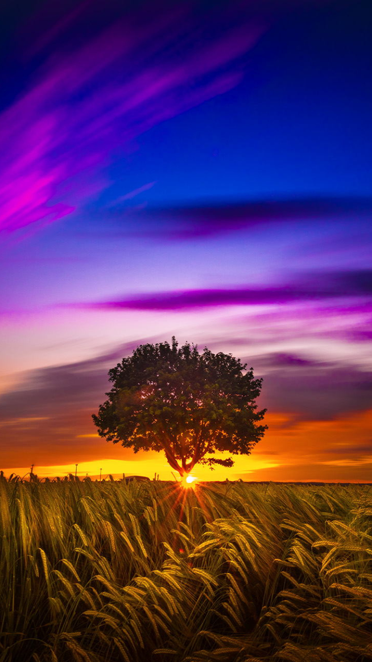 Download mobile wallpaper Landscape, Nature, Sunset, Sky, Wheat, Tree, Earth, Field, Cloud, Sunbeam, Lonely Tree, Sunbean for free.