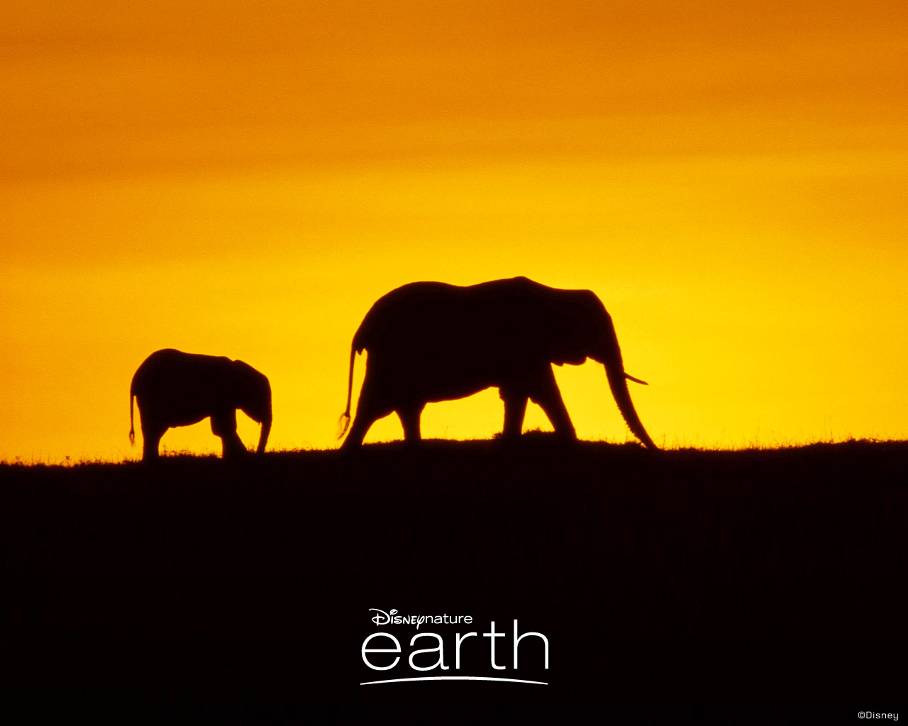 Laden Sie das Erde, Elefant, Filme, Disney-Bild kostenlos auf Ihren PC-Desktop herunter
