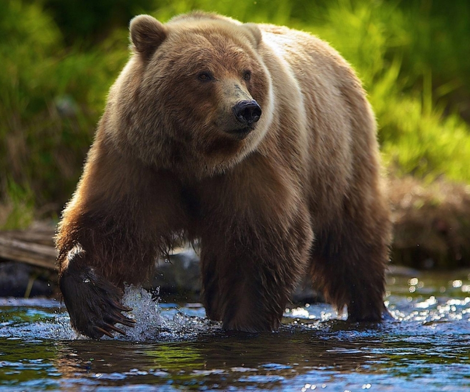 animal, bear, brown bear, bears HD wallpaper