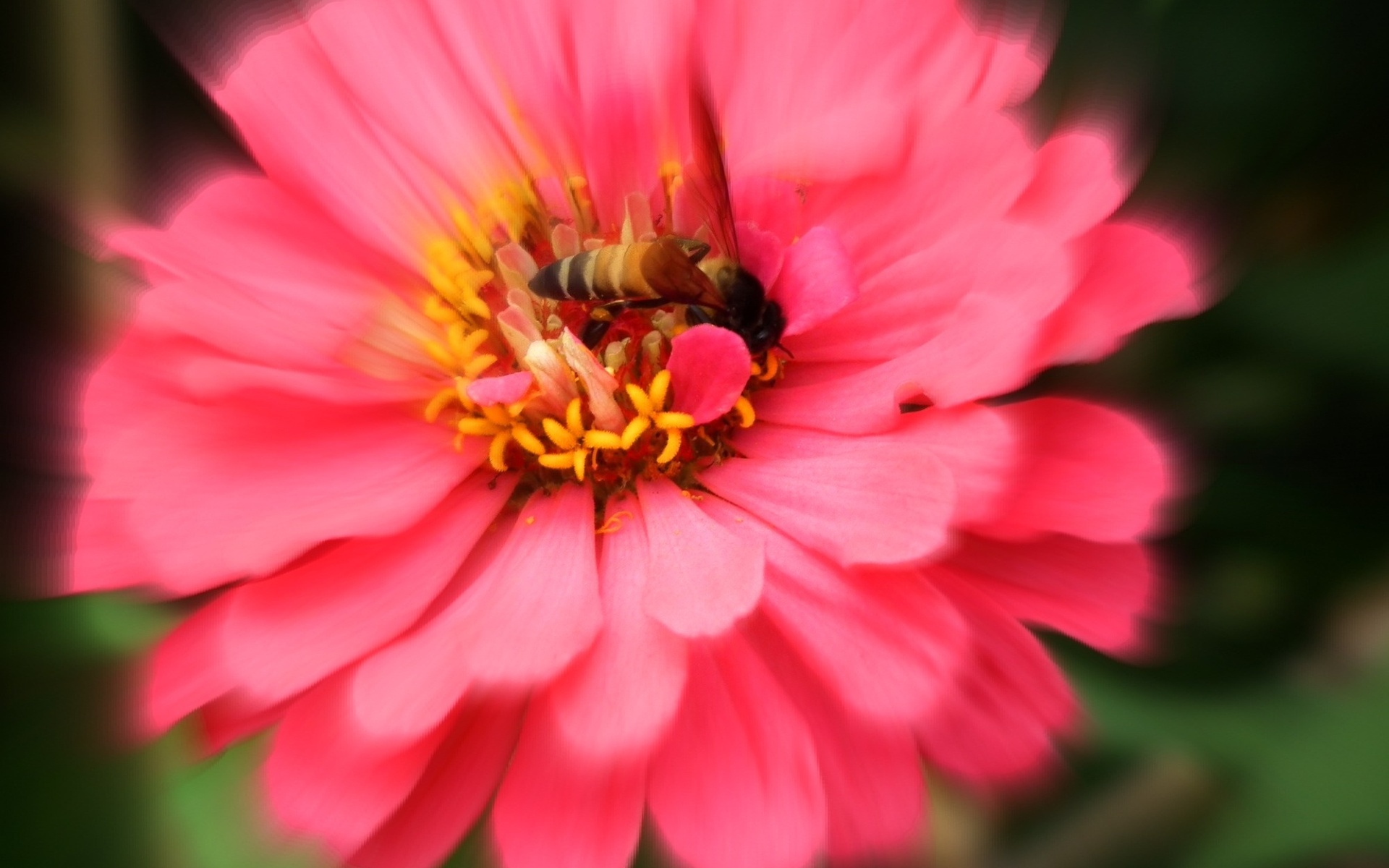 Descarga gratis la imagen Flores, Flor, Tierra/naturaleza en el escritorio de tu PC