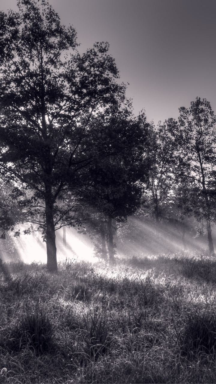 Download mobile wallpaper Nature, Forest, Earth, Sunbeam, Black & White for free.