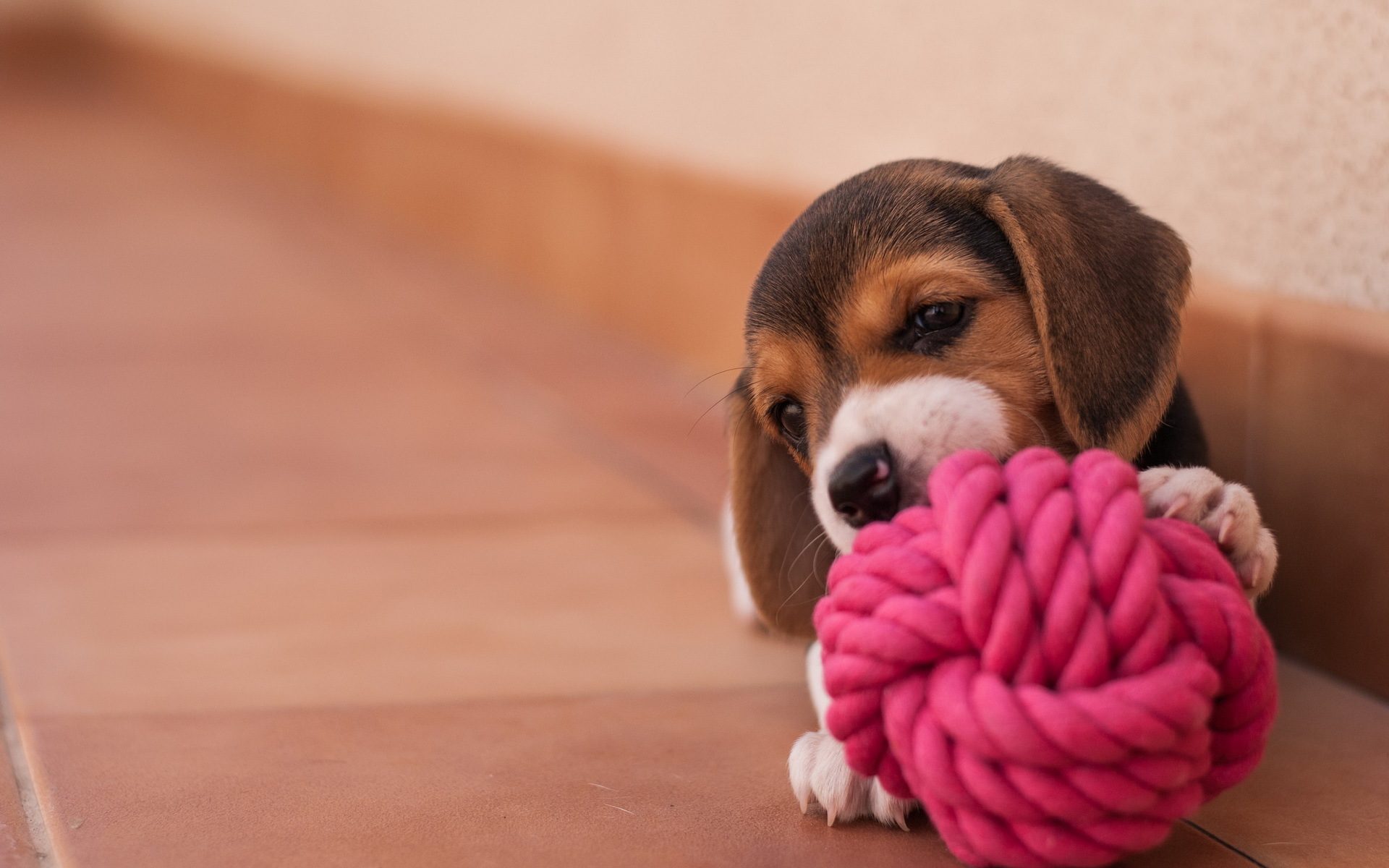 Free download wallpaper Dogs, Dog, Animal, Puppy, Bokeh, Cute, Beagle on your PC desktop